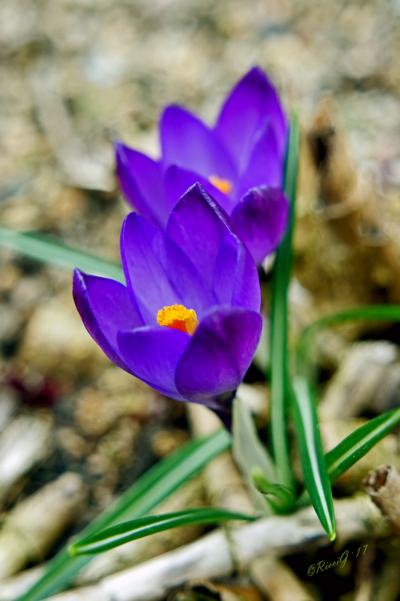 Samsung NX 16-50mm F3.5-5.6 Power Zoom ED OIS sample photo. Krokusse photography