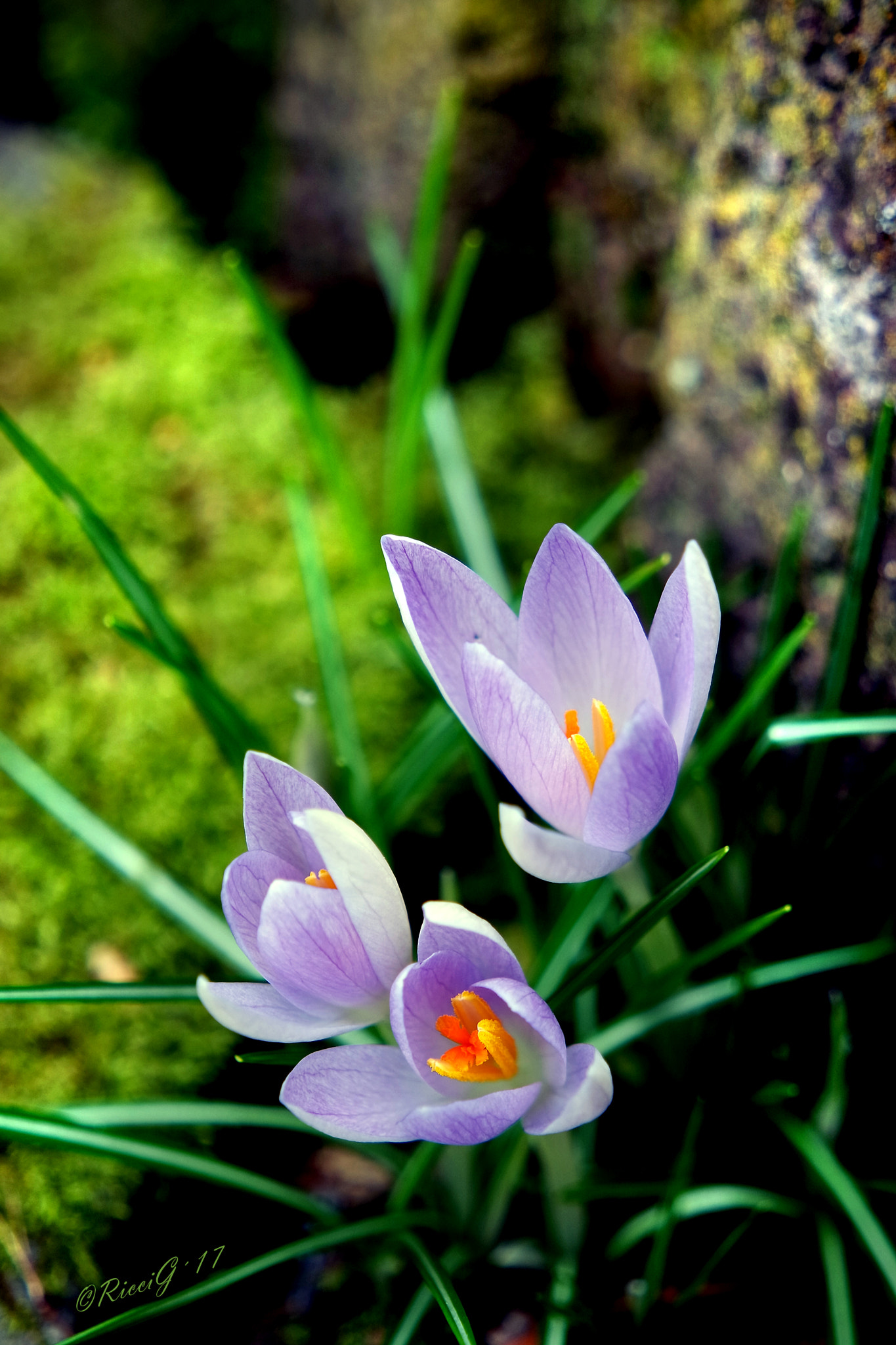 Samsung NX 16-50mm F3.5-5.6 Power Zoom ED OIS sample photo. Krokusse photography