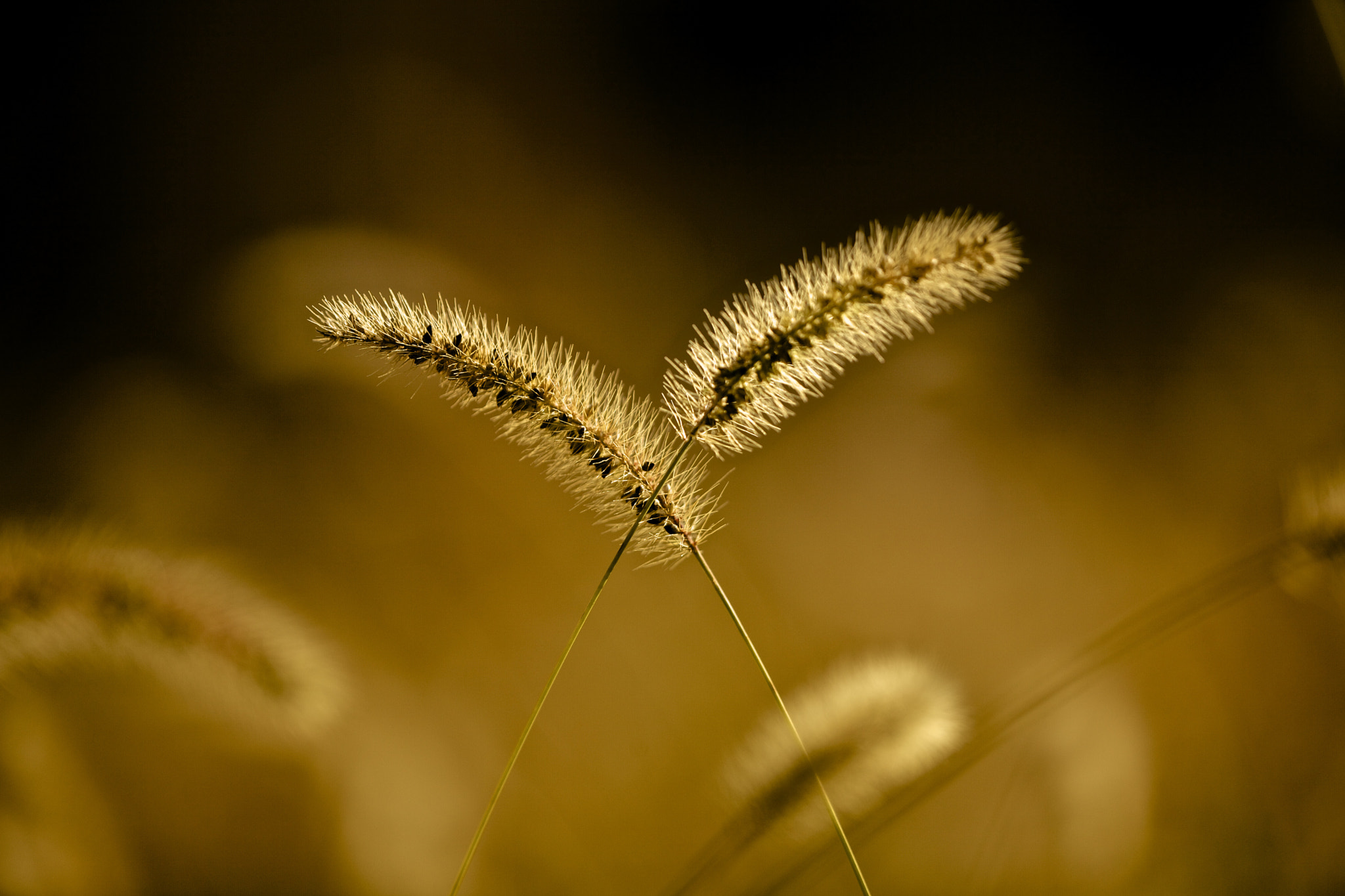 Canon EF 180mm F3.5L Macro USM sample photo