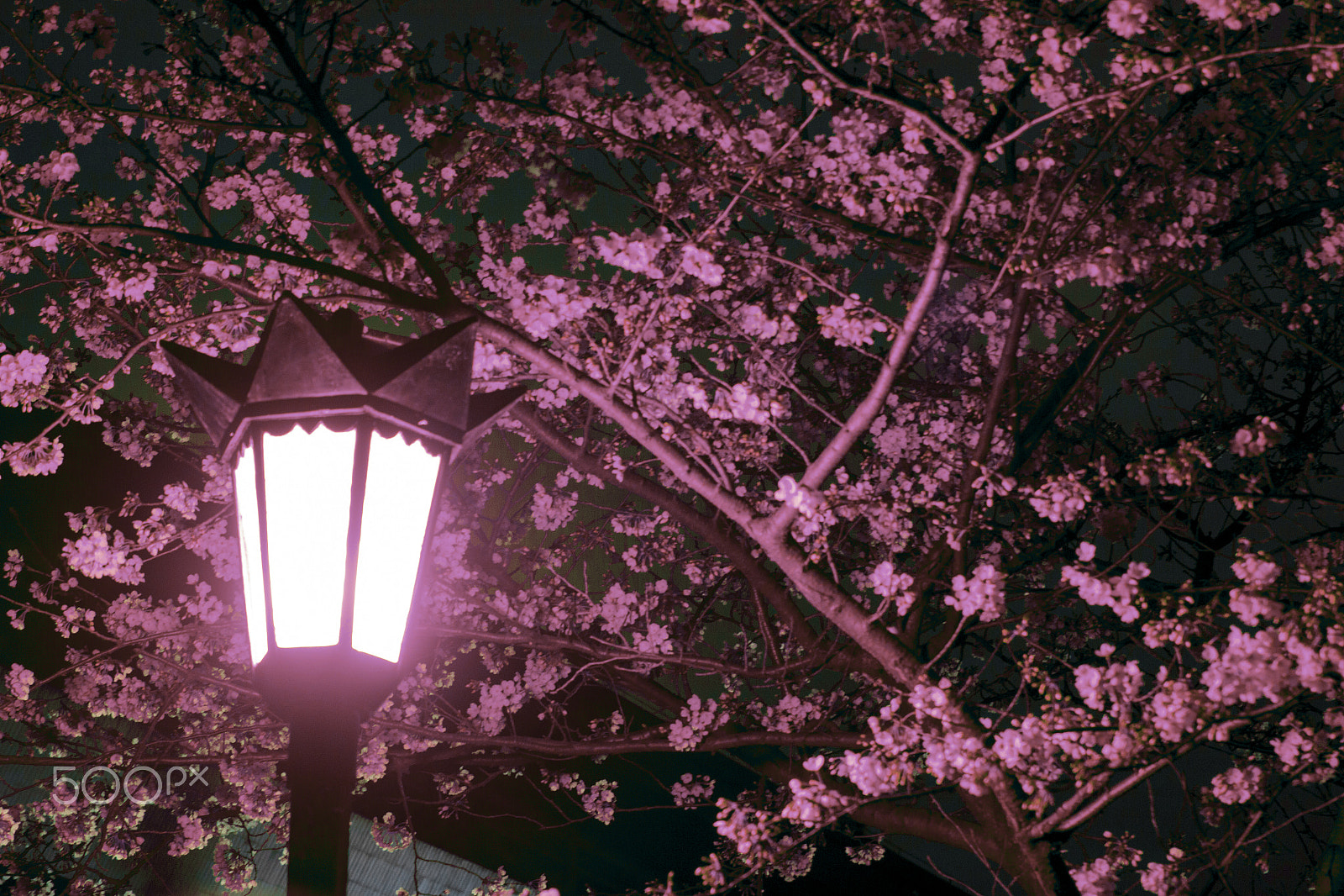 Tamron SP 35mm F1.8 Di VC USD sample photo. Street snap in jiming temple photography