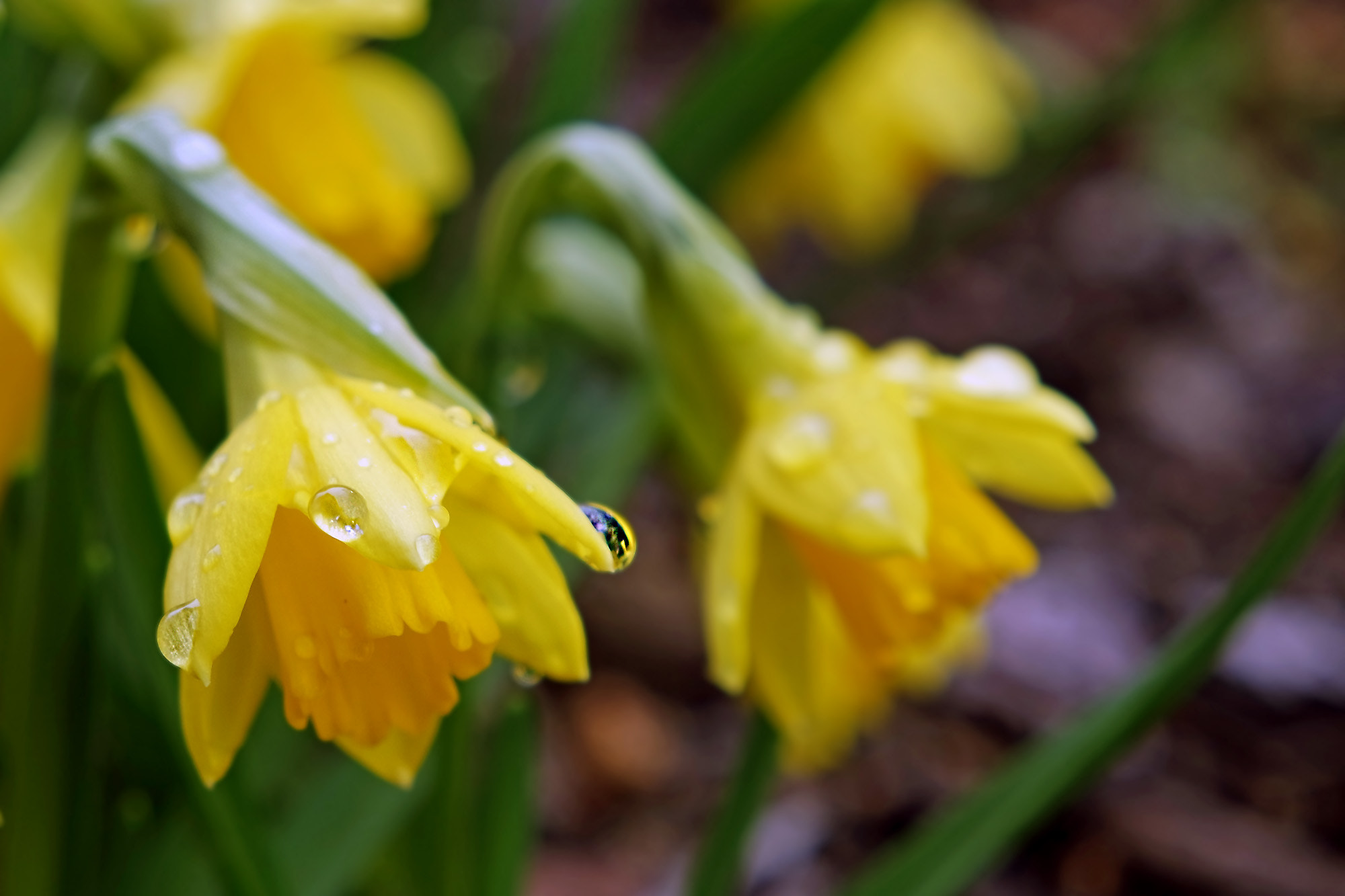Samsung NX 16-50mm F3.5-5.6 Power Zoom ED OIS sample photo. Nach dem regen/ after the rain photography