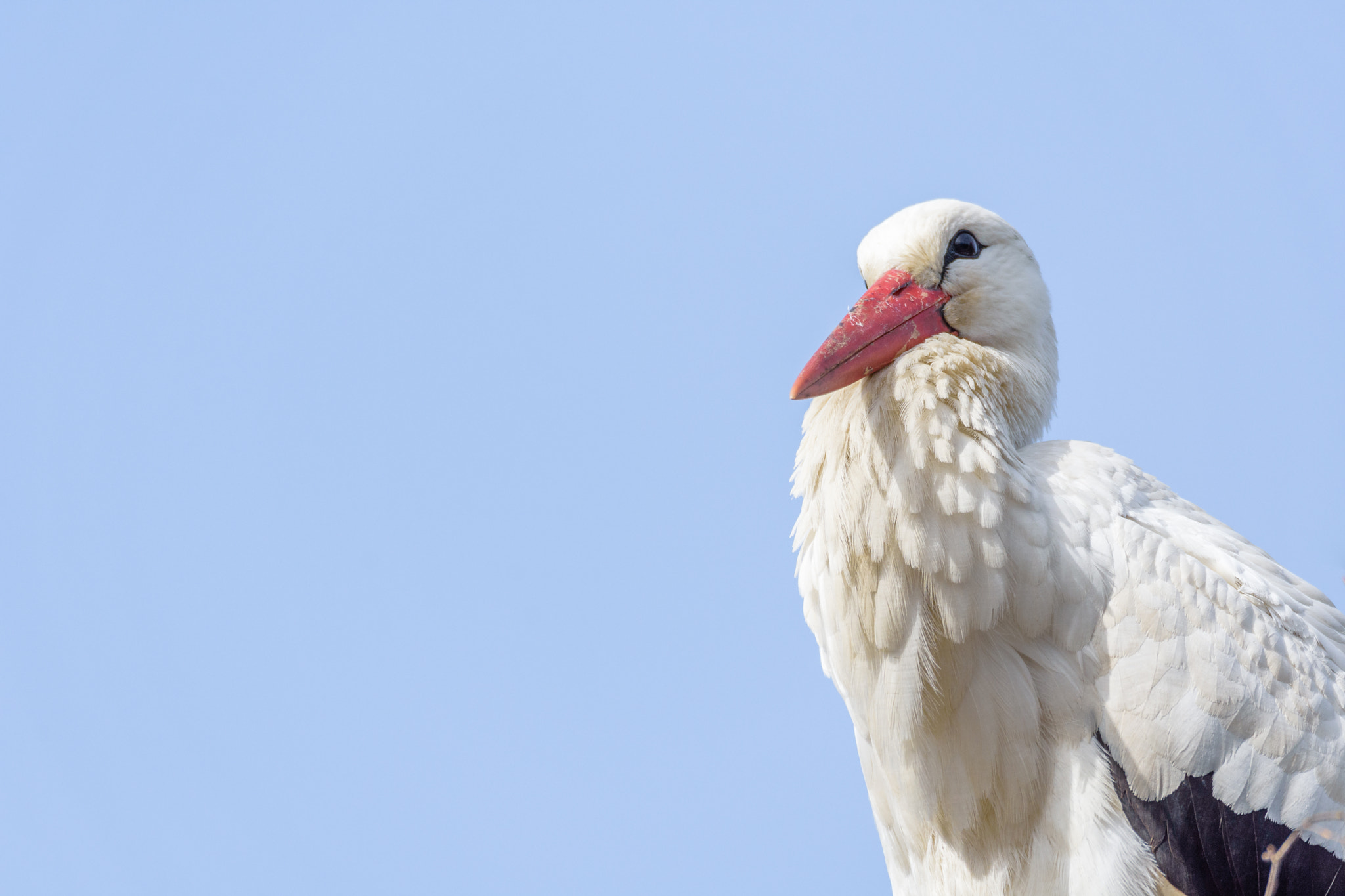 Nikon D7200 sample photo. Stork portrait photography