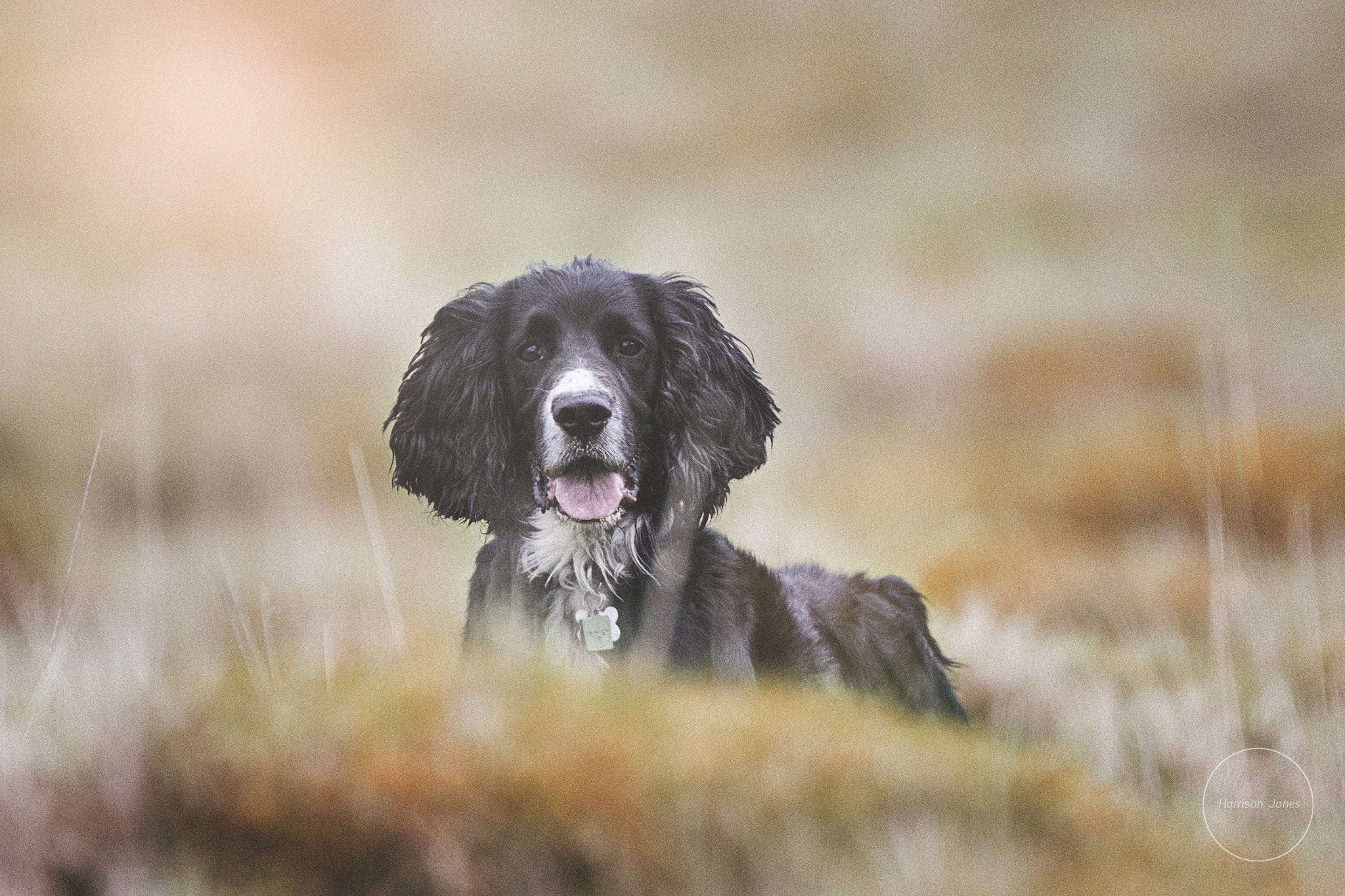 Canon EF 400mm F4.0 DO IS USM sample photo. Dog photography