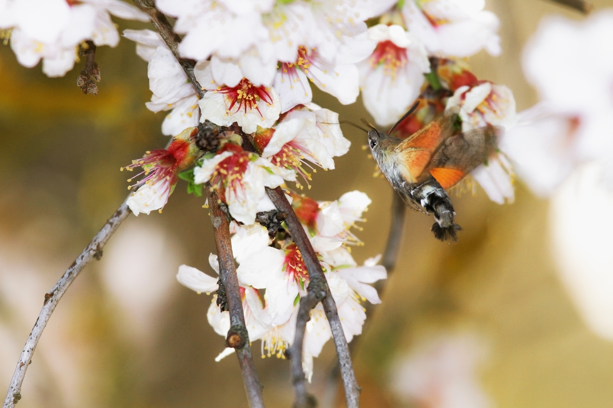 Canon EF 100-400mm F4.5-5.6L IS USM sample photo. Llega la primavera... photography