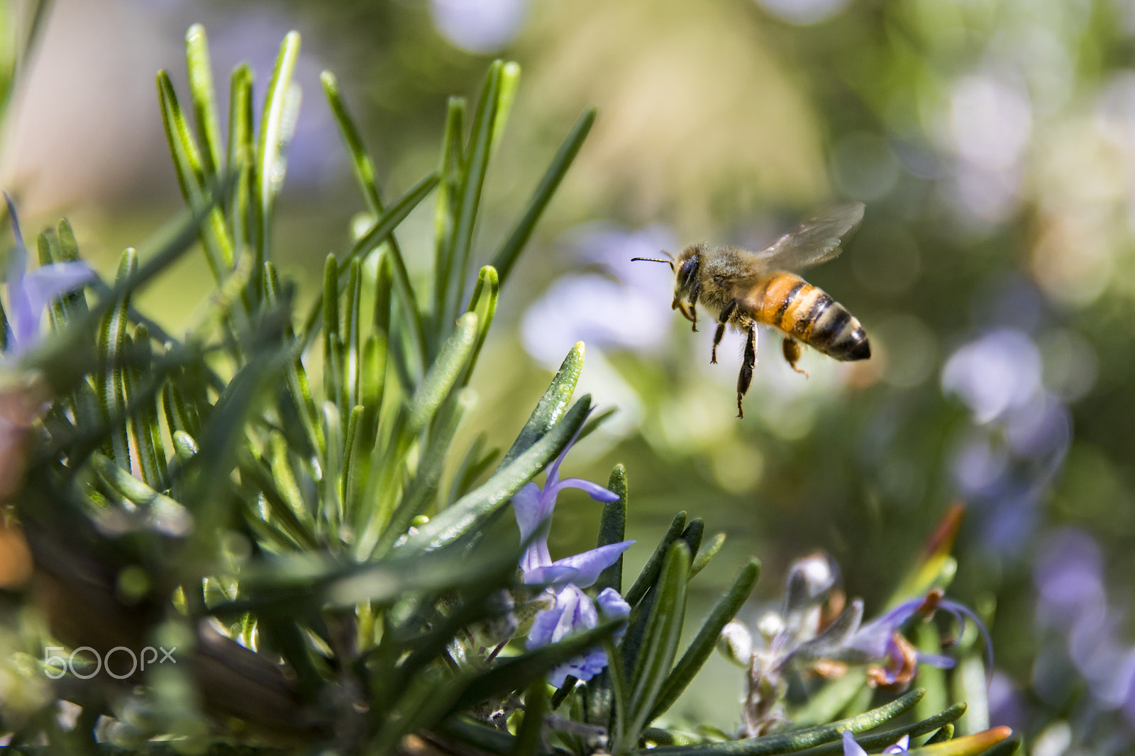 Sigma 17-70mm F2.8-4 DC Macro OS HSM sample photo. Bee on flowers of rosemary 2 photography