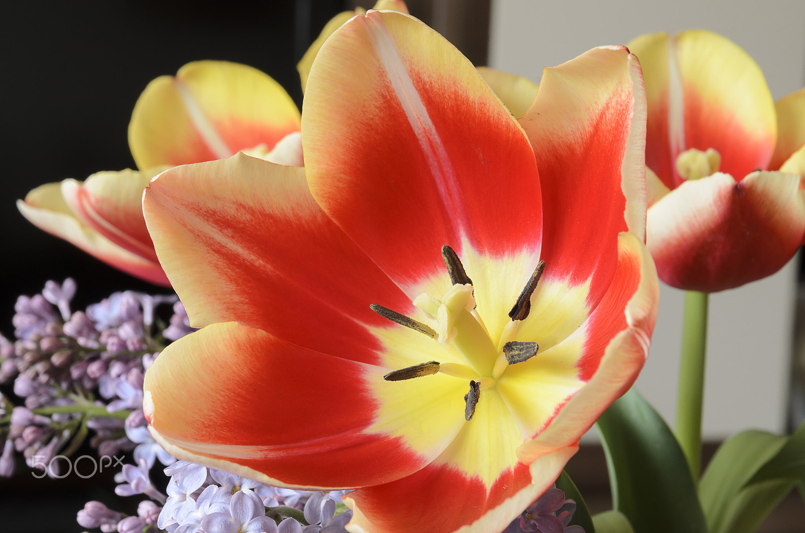 Nikon D7000 sample photo. Close up of tulip photography