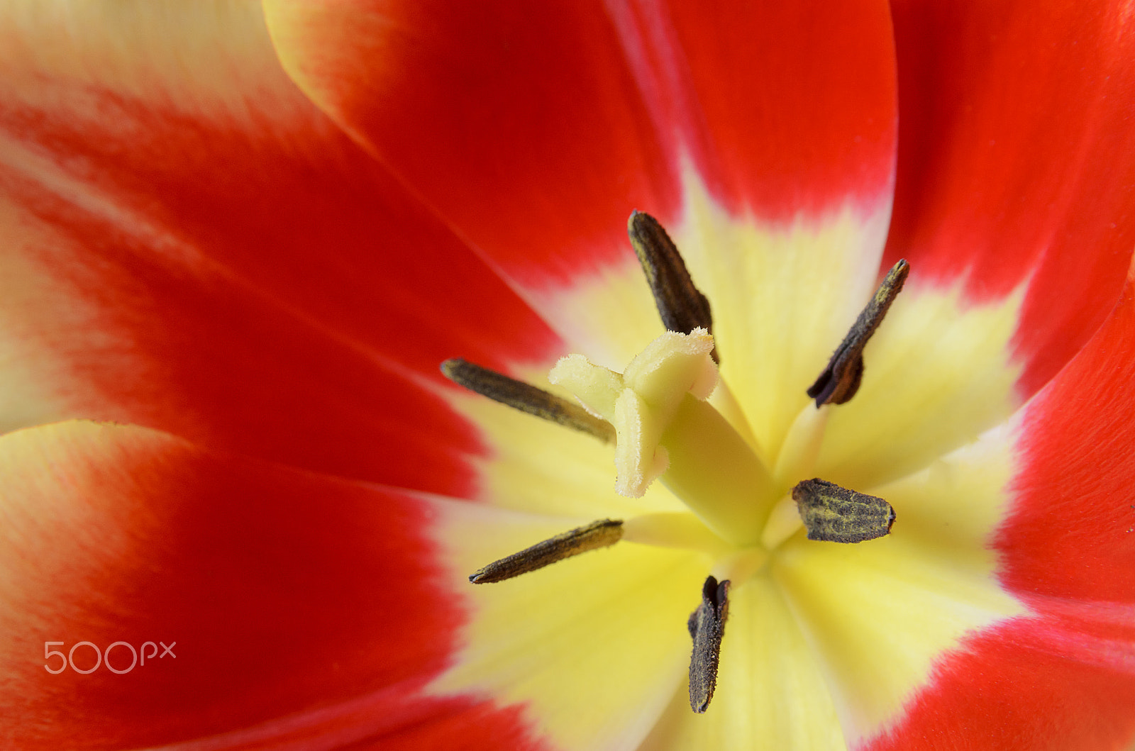 Nikon D7000 sample photo. Macro of red tulip photography