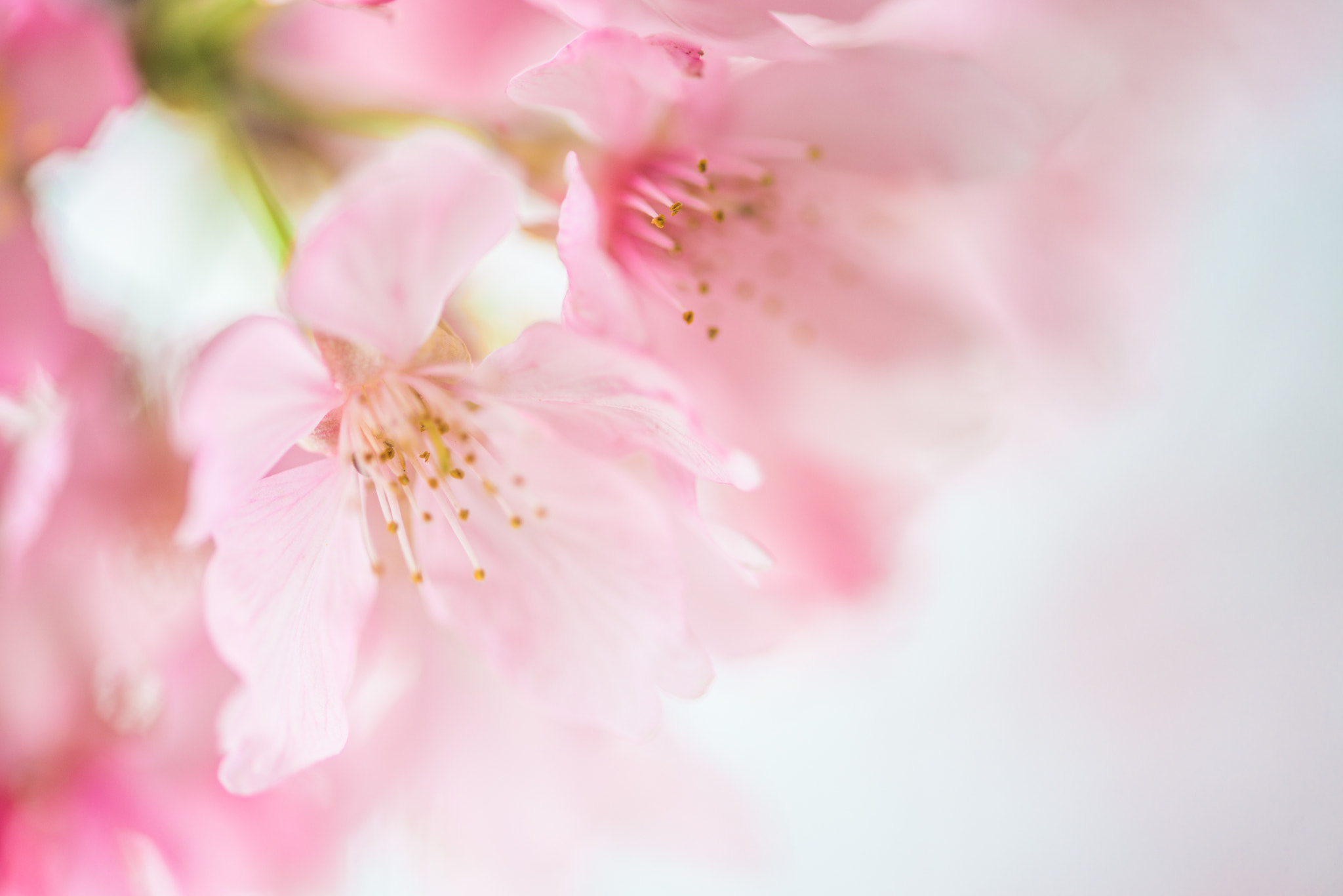Nikon AF-S Micro-Nikkor 105mm F2.8G IF-ED VR sample photo. Dsc photography