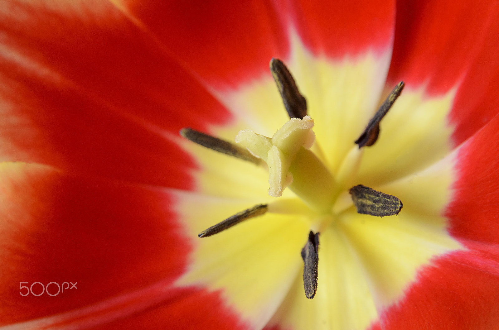 Nikon D7000 sample photo. Macro of red tulip photography