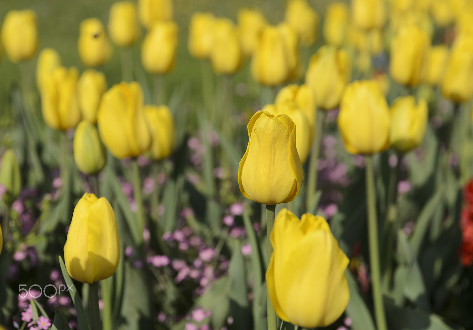 Nikon D7000 sample photo. City garden with yellow tulips photography