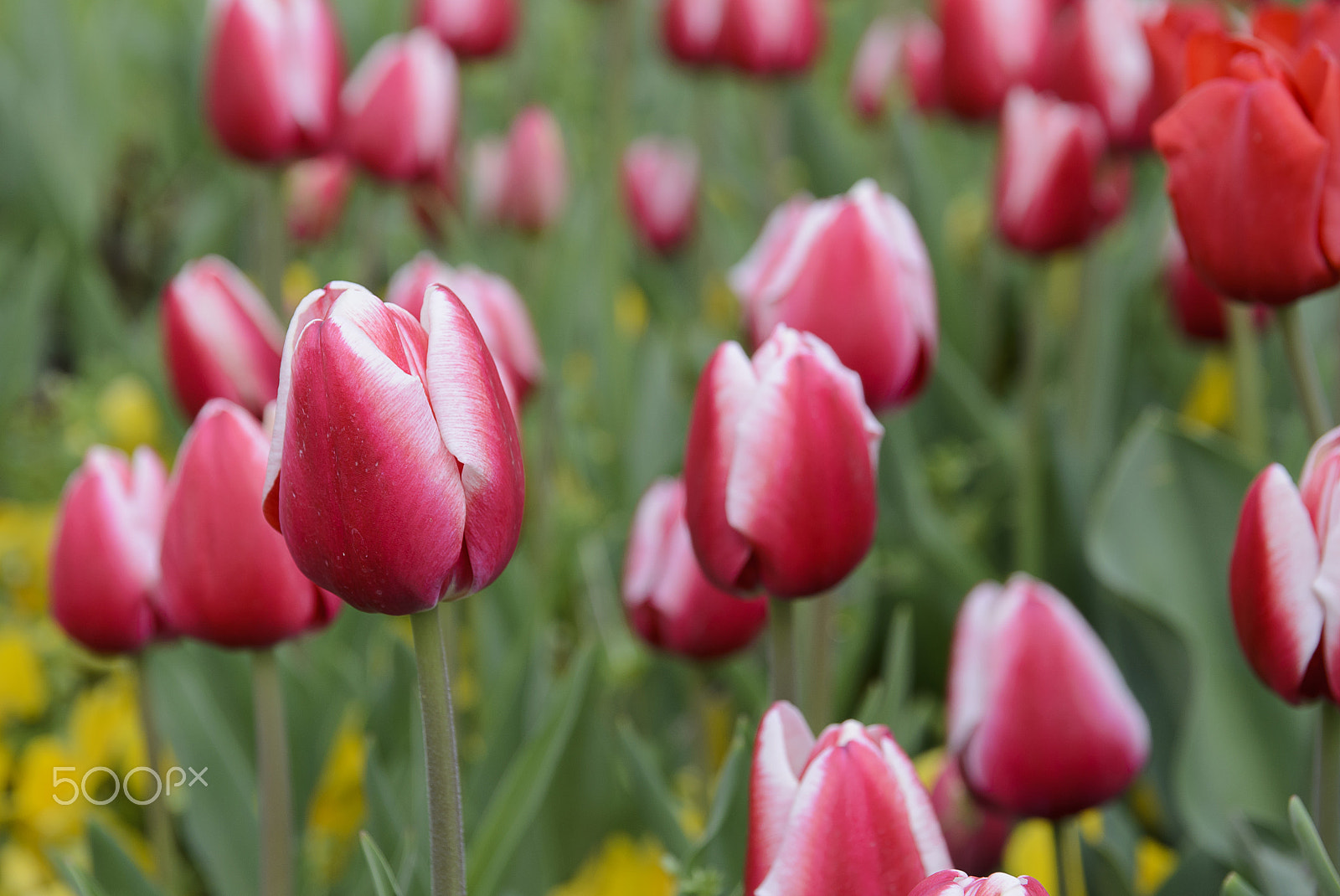 Nikon D7000 sample photo. City garden with red tulips photography