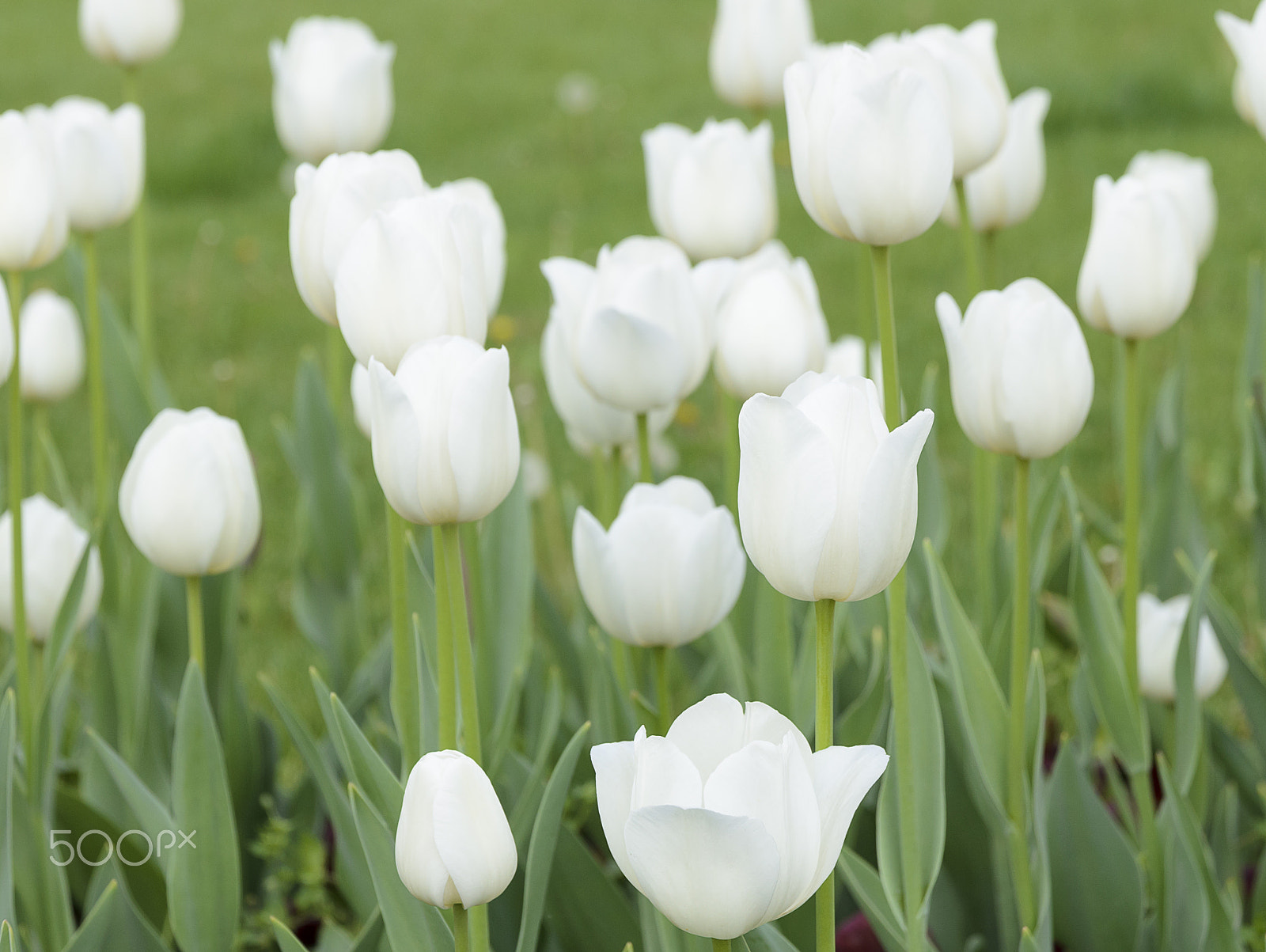 Sigma 17-70mm F2.8-4 DC Macro OS HSM | C sample photo. City garden with white tulips photography