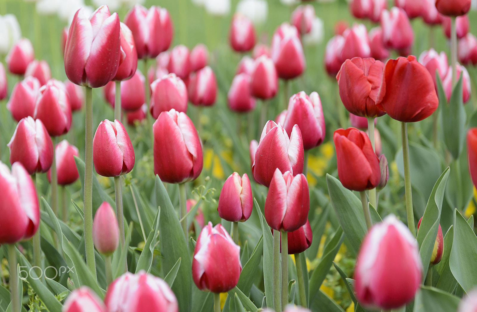 Nikon D7000 sample photo. City garden with red tulips photography