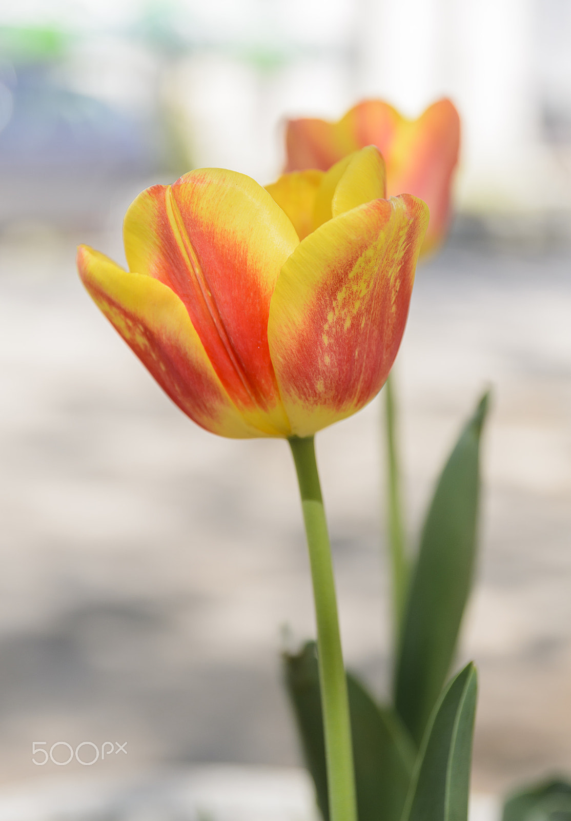 Nikon D7000 sample photo. Two tulips photography