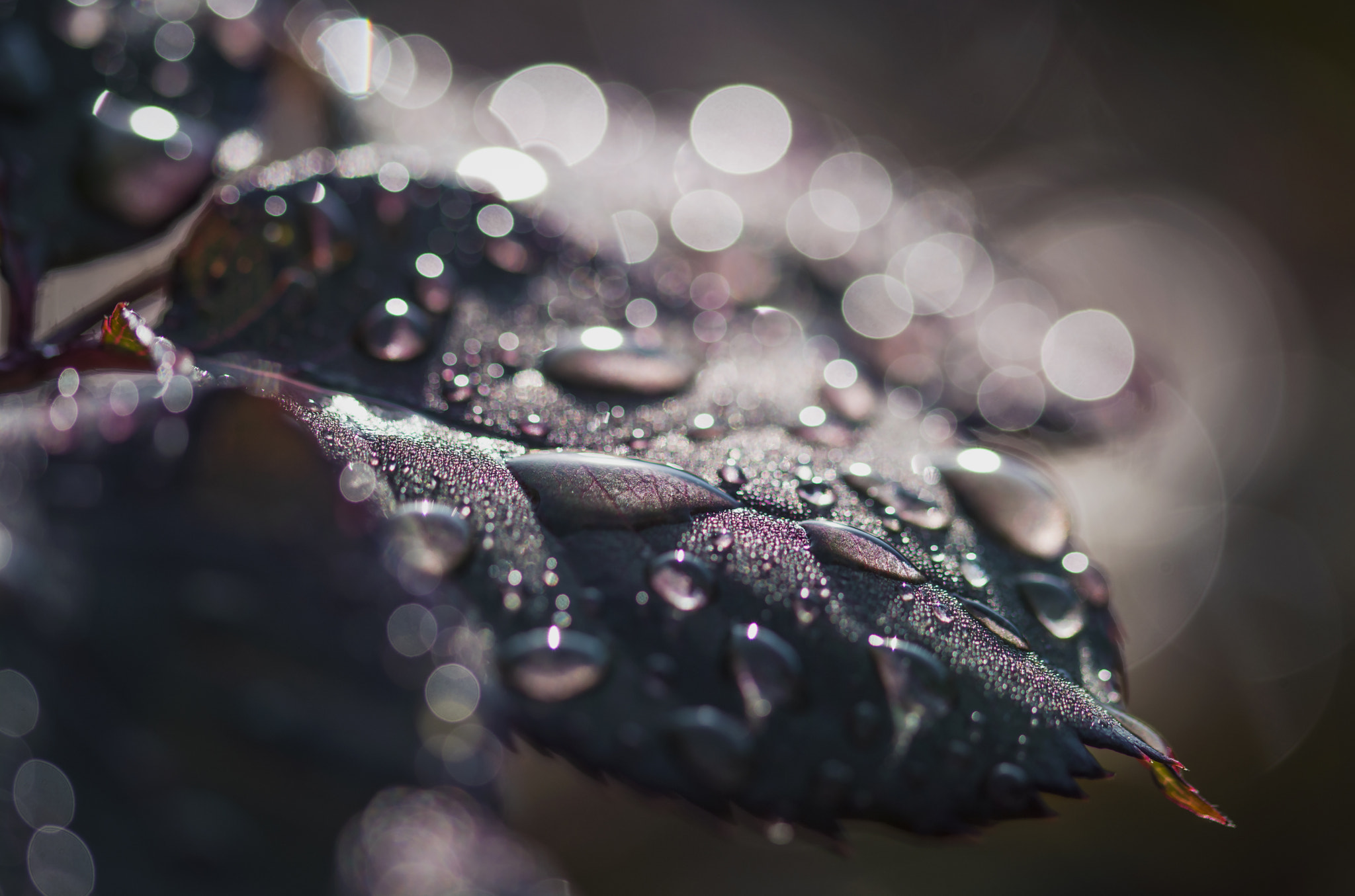 Sigma 105mm F2.8 EX DG OS HSM sample photo. Raindrops and bokeh photography