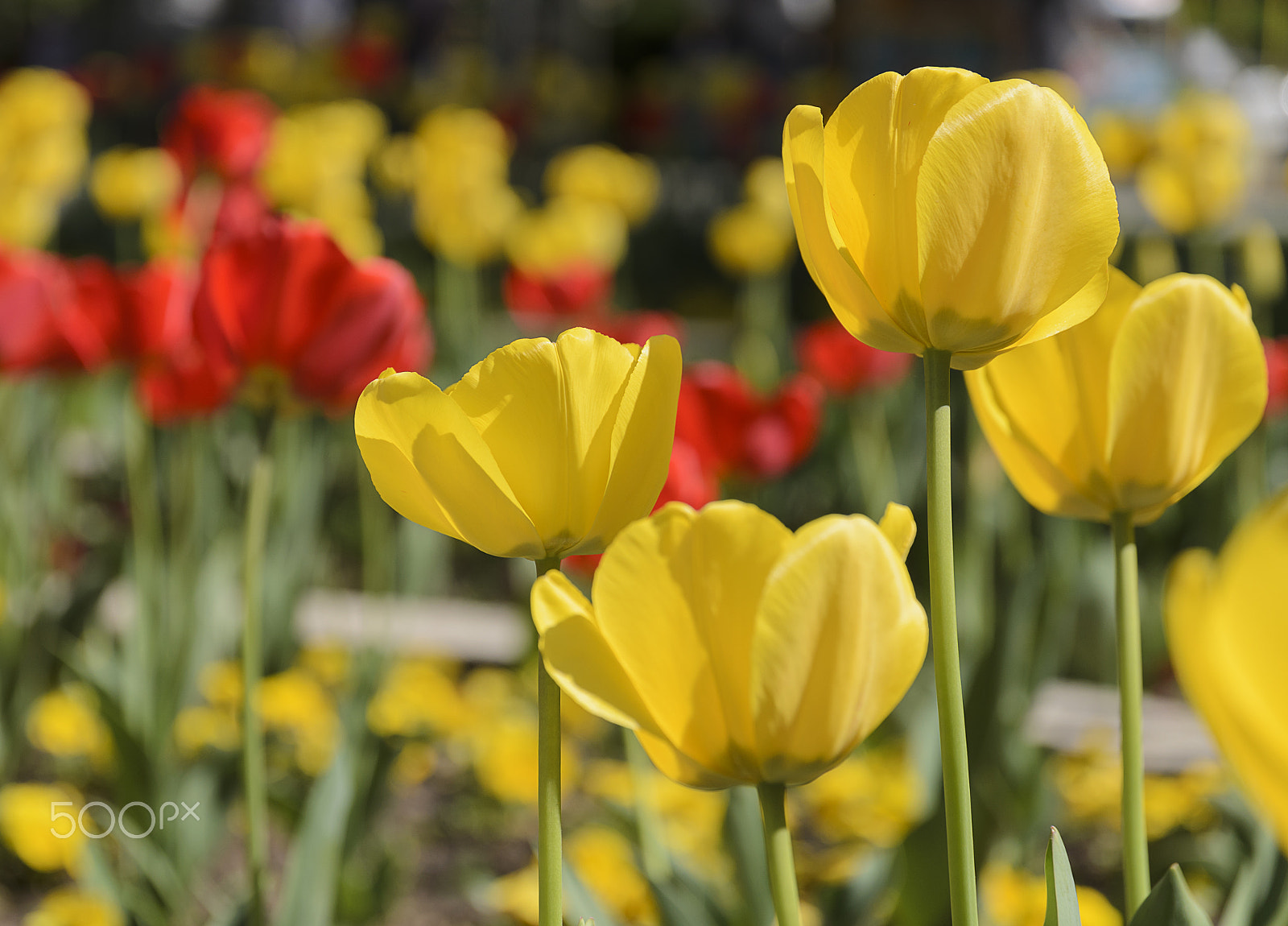 Nikon D7000 + Sigma 17-70mm F2.8-4 DC Macro OS HSM | C sample photo. City garden with yellow tulips photography