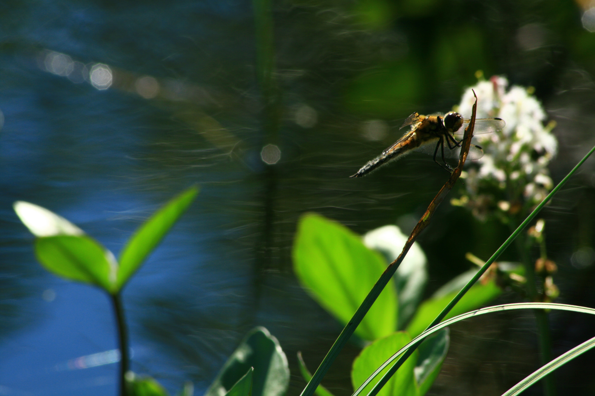 Sigma 70-300mm F4-5.6 APO DG Macro sample photo. Img photography