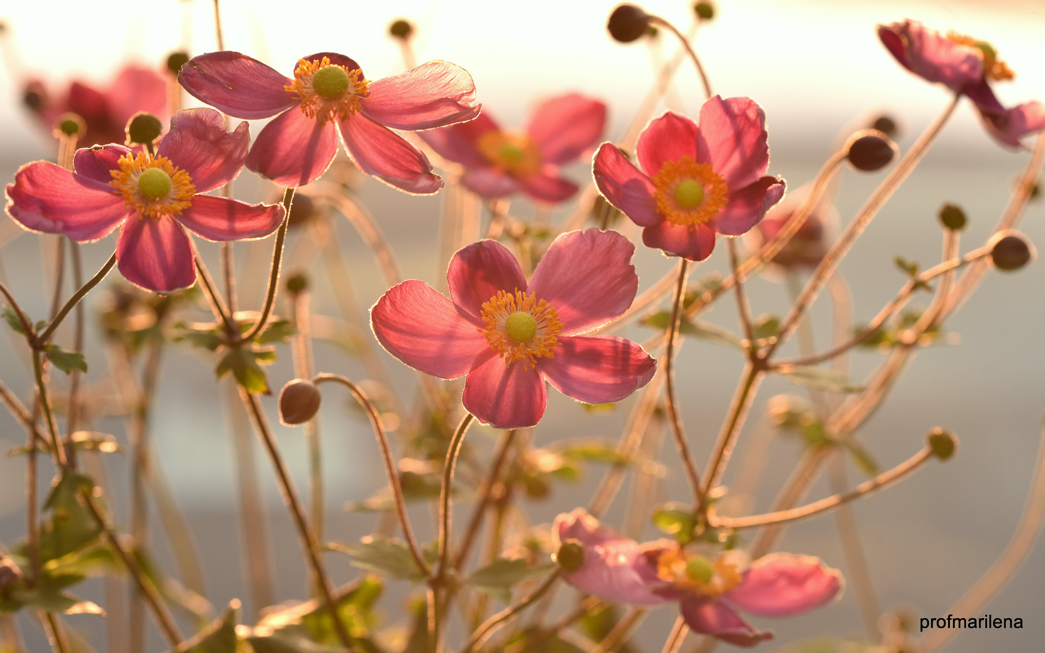 Nikon D810 sample photo. Late summer in my garden photography