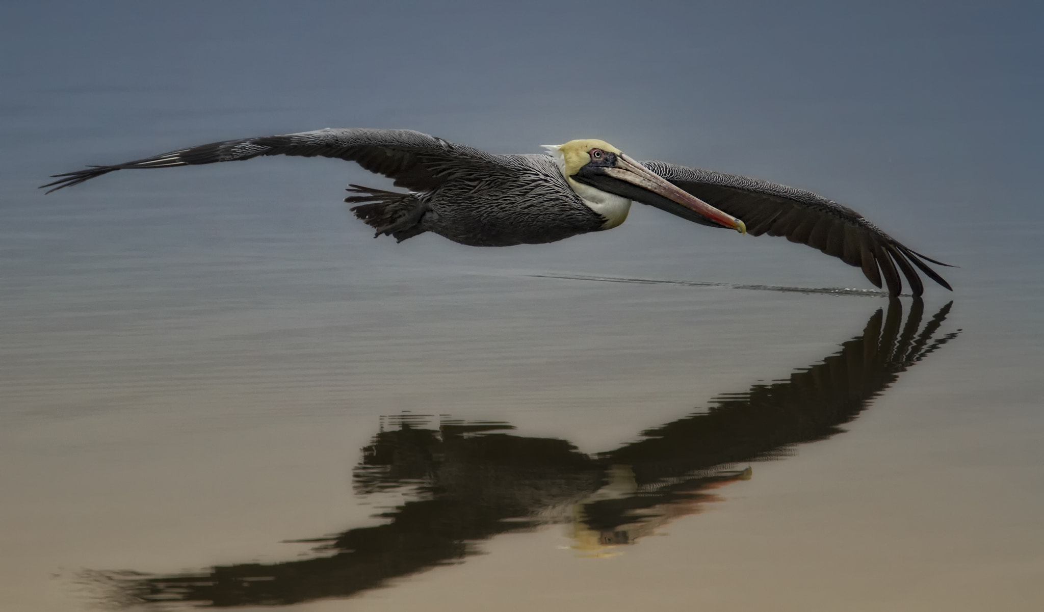 Canon EF 70-200mm F4L USM sample photo. Wing wake photography