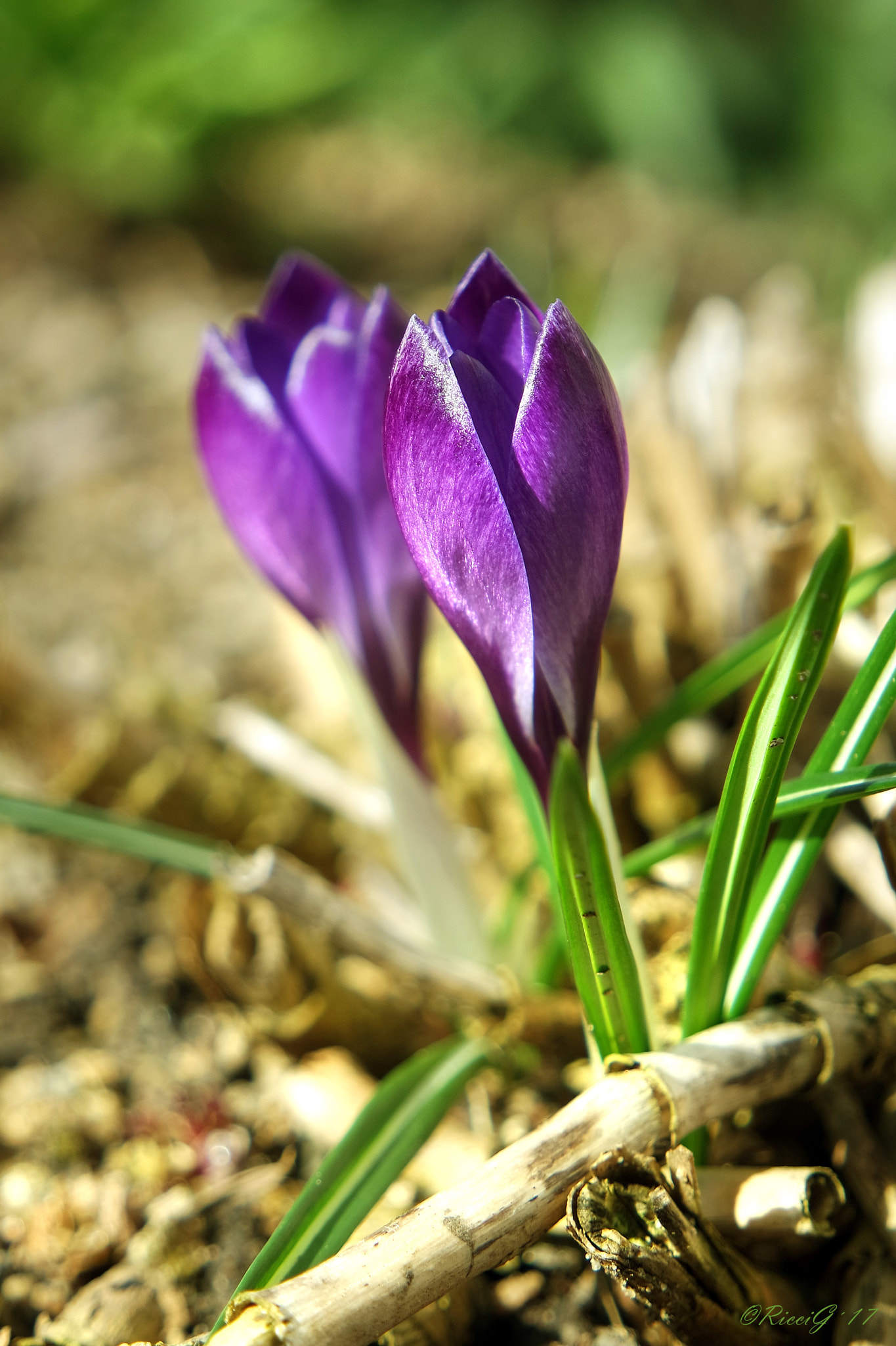 Samsung NX 16-50mm F3.5-5.6 Power Zoom ED OIS sample photo. Krokus photography