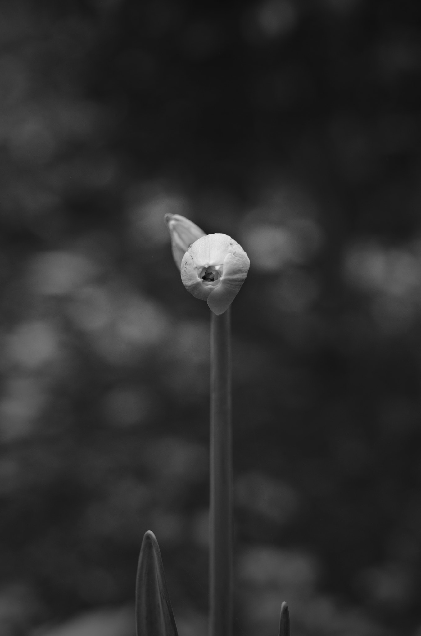 Nikon D7000 + Sigma 50mm F1.4 DG HSM Art sample photo. Daffodil bud photography
