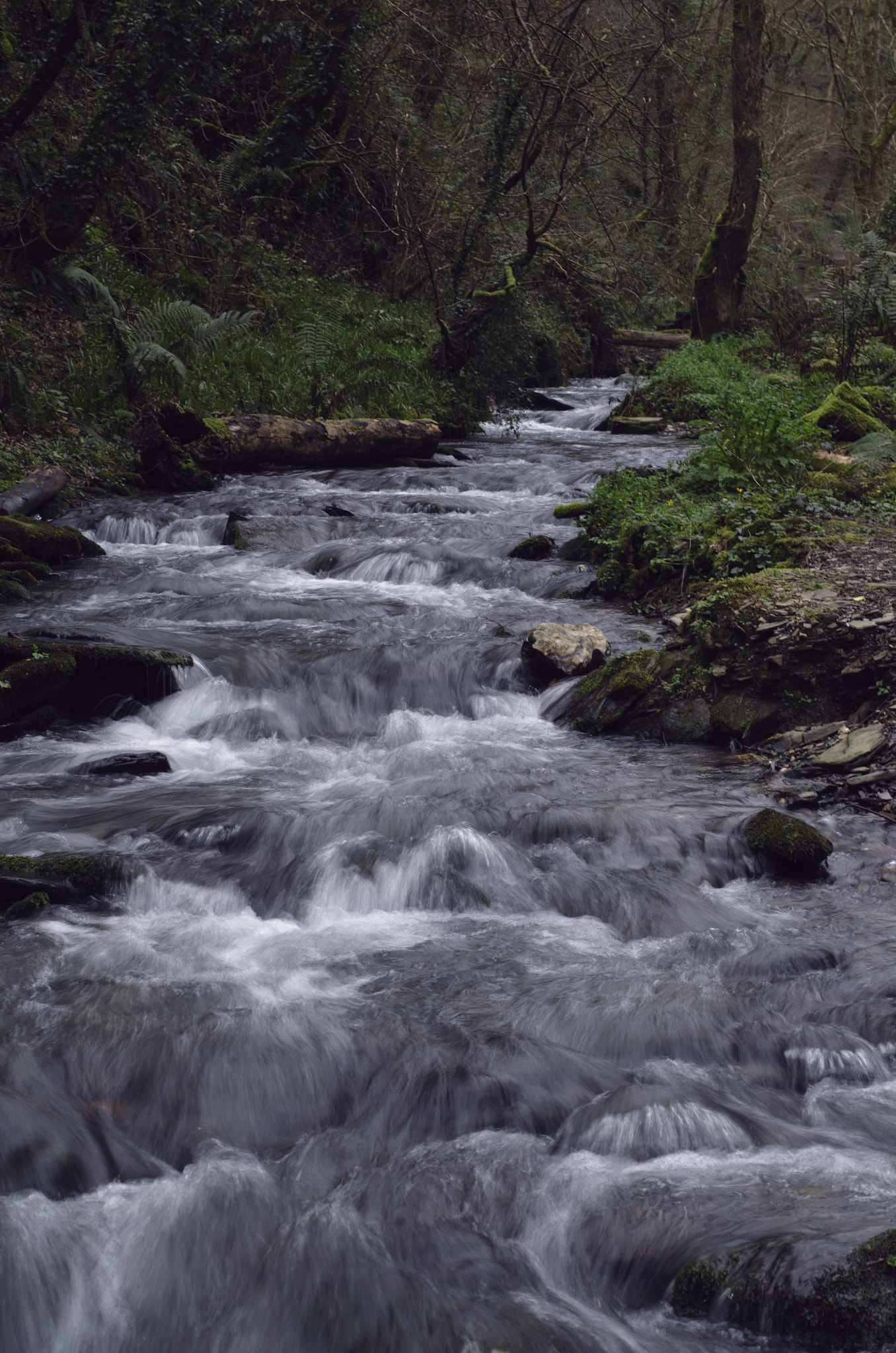 Nikon D7000 + Sigma 50mm F1.4 DG HSM Art sample photo. Stream in the woods photography