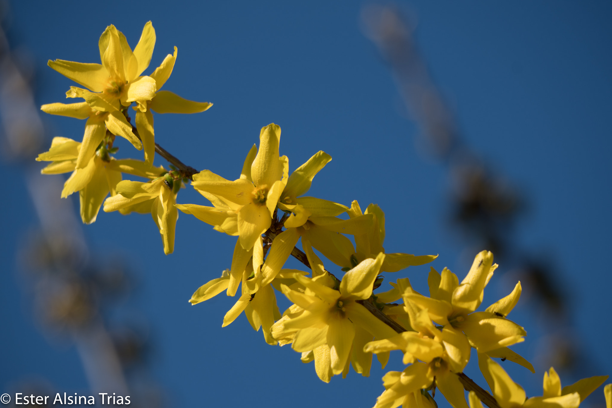 Sony E 55-210mm F4.5-6.3 OSS sample photo. Bonitas flores photography