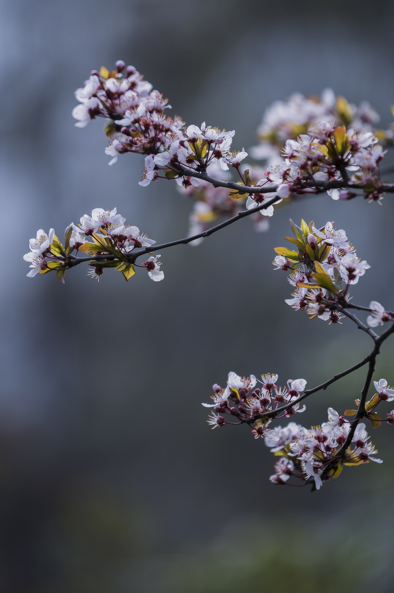 Canon EOS 6D + Canon EF 70-200mm F2.8L IS II USM sample photo