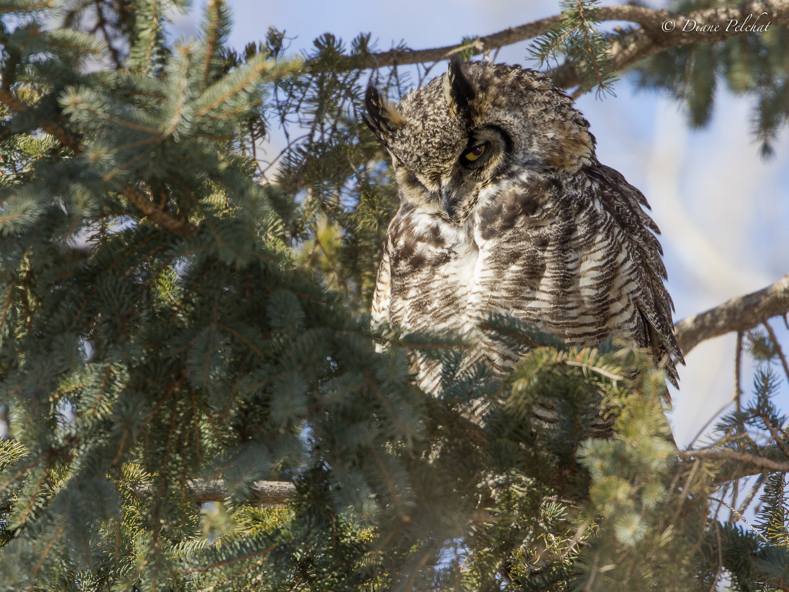 Canon EF 300mm F2.8L IS II USM sample photo. I'm watching you photography