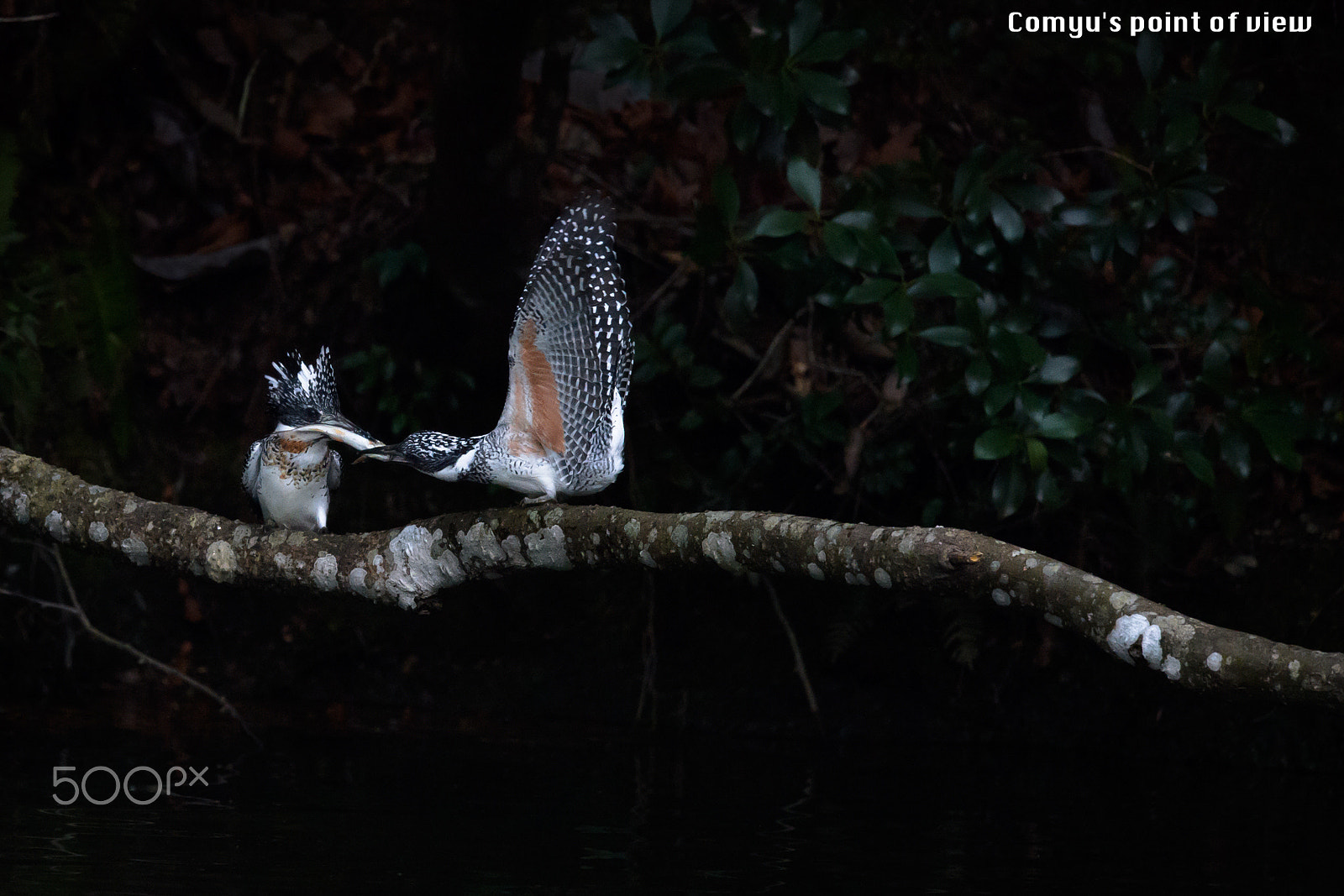 Nikon D5 + Nikon AF-S Nikkor 600mm F4E FL ED VR sample photo. Love gift photography