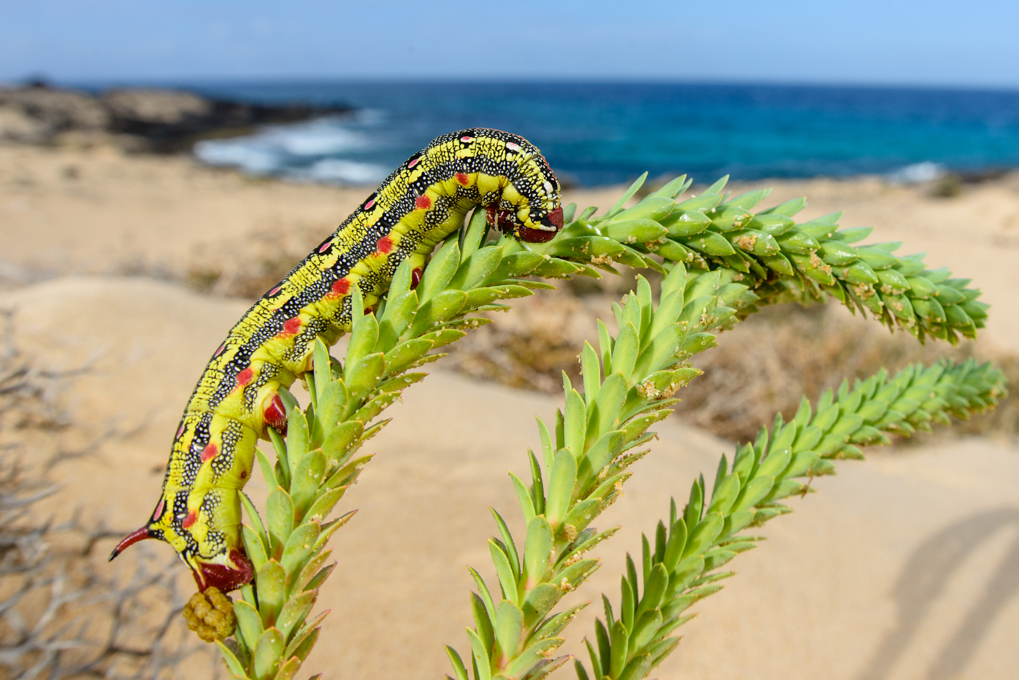 Sigma 15mm F2.8 EX DG Diagonal Fisheye sample photo. Caterpillar of hyles tithymali photography