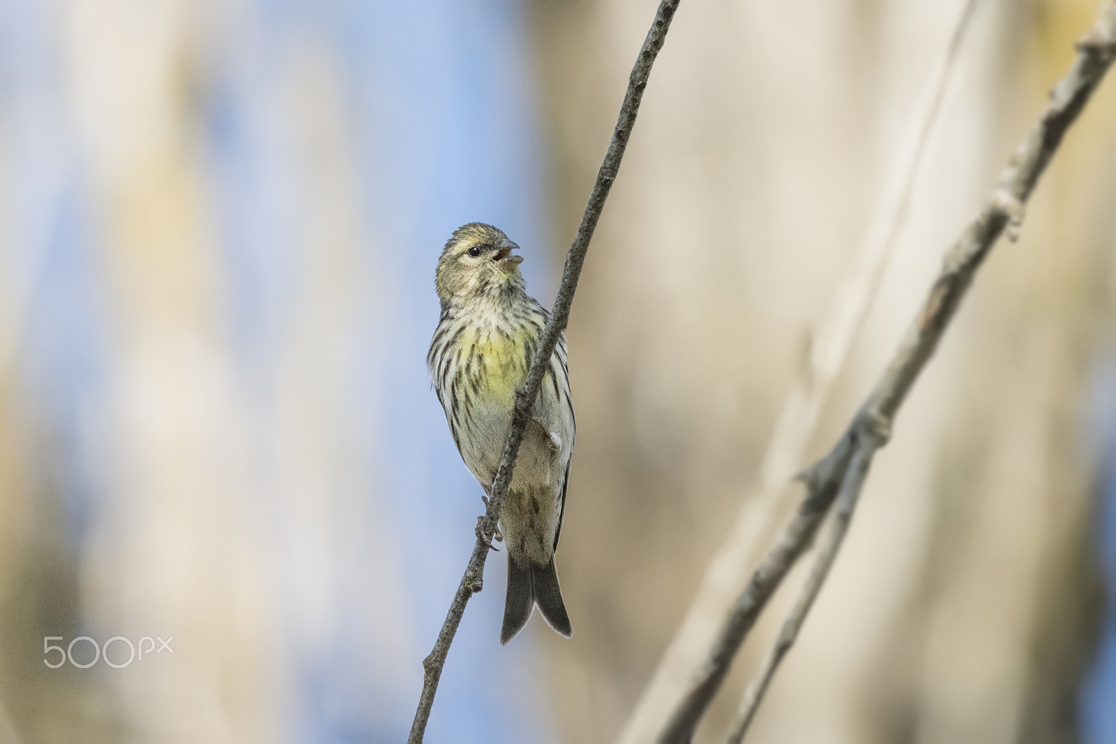 Nikon D810 + Sigma 150-600mm F5-6.3 DG OS HSM | C sample photo. Verzellino/serinus serinus photography