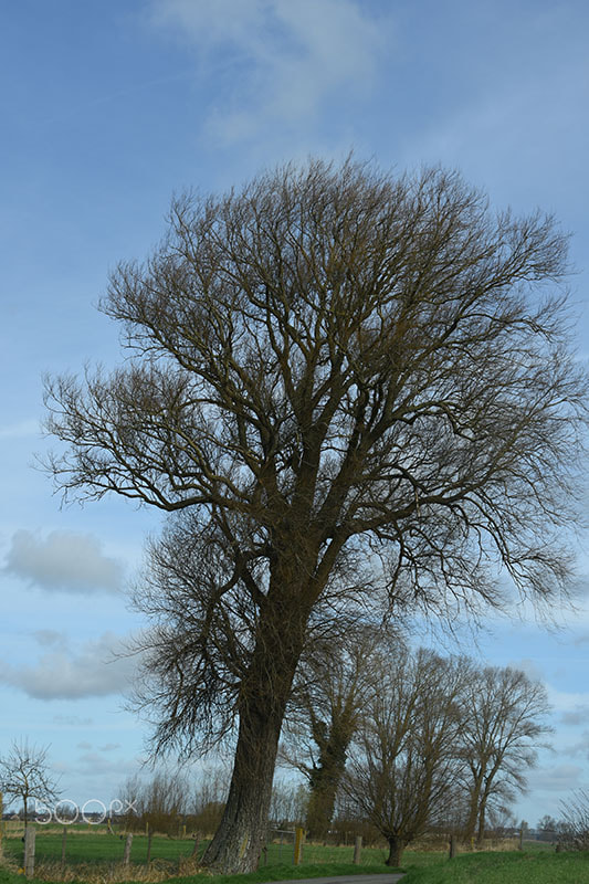 Nikon D7200 sample photo. A blustery first day of spring n flanders photography
