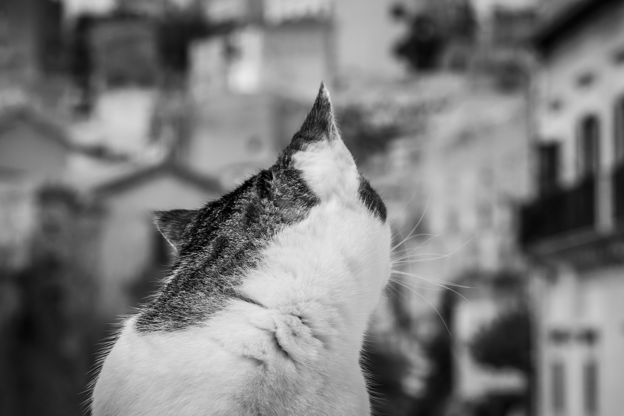 Sigma 105mm F2.8 EX DG OS HSM sample photo. Il re della citta photography