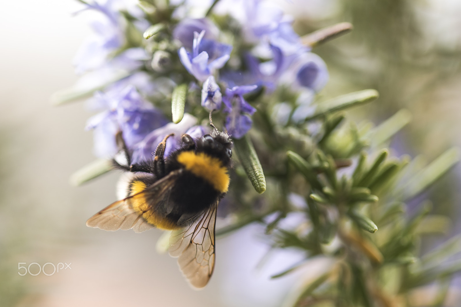Sigma 105mm F2.8 EX DG OS HSM sample photo. The bee photography