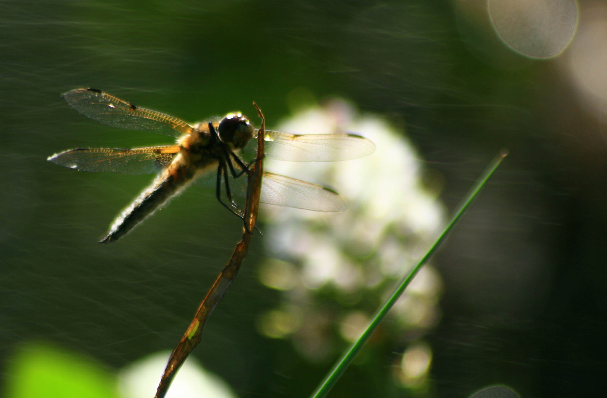 Sigma 70-300mm F4-5.6 APO DG Macro sample photo. Img photography