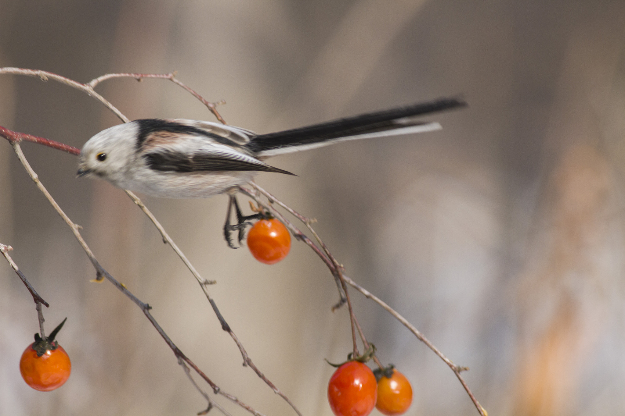 Canon EOS 7D sample photo. Aegithalos caudatus银喉长尾山雀 photography