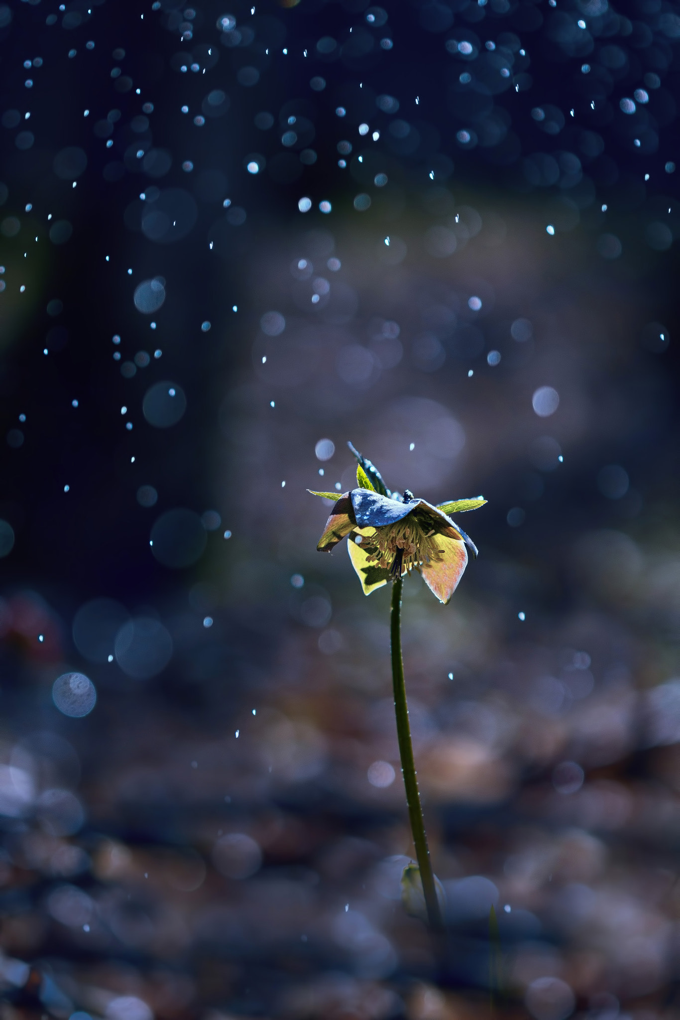 Canon EF 100mm F2.8 Macro USM sample photo. Dewy morning photography