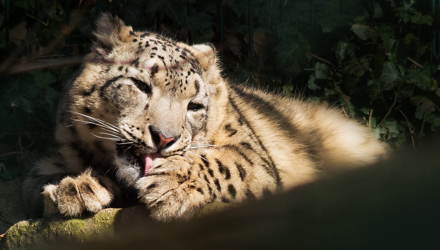 Pentax smc DA 55-300mm F4.0-5.8 ED sample photo. Snow leopard v2 photography