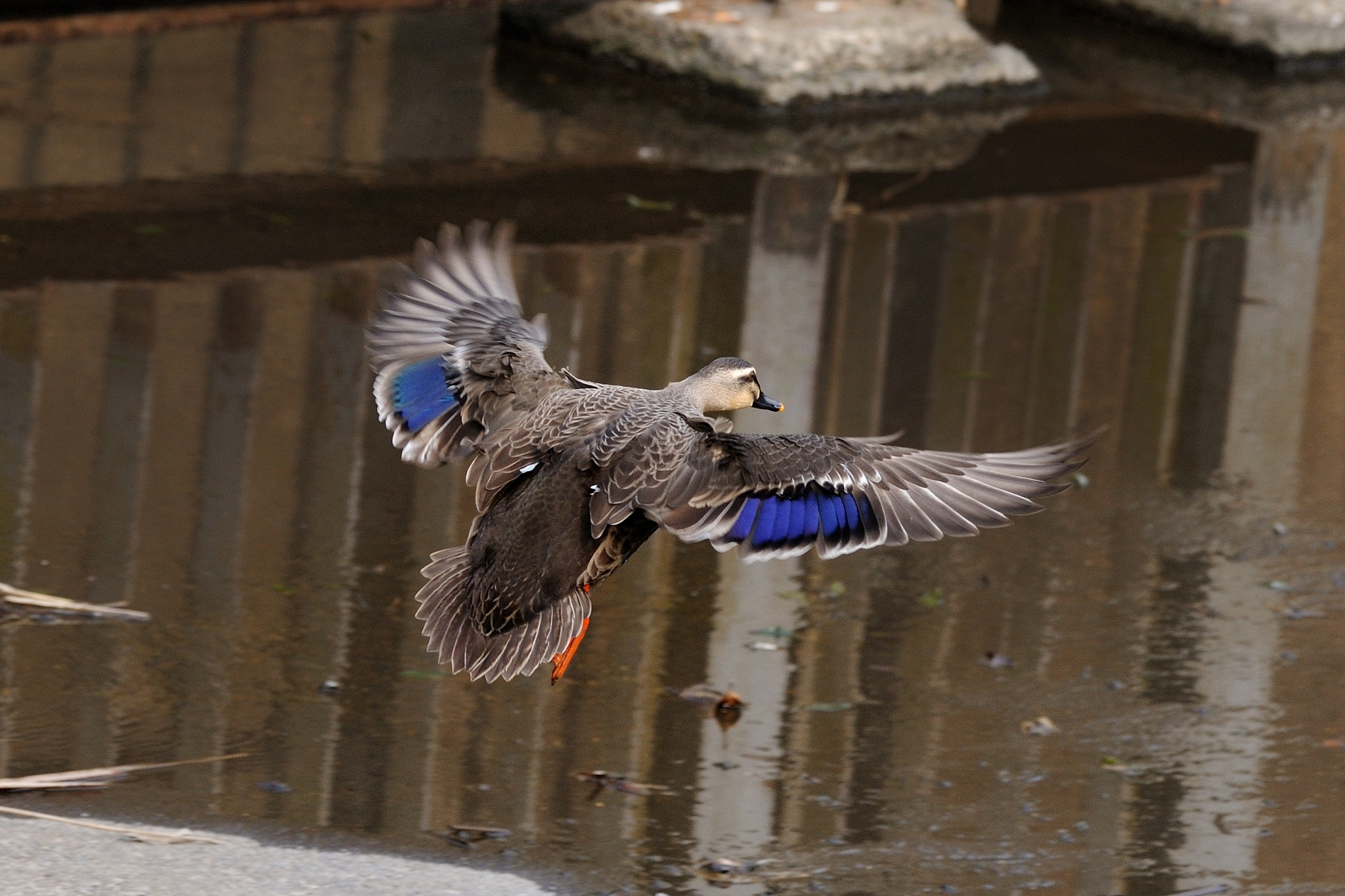 Nikon AF-S Nikkor 200-500mm F5.6E ED VR sample photo. Bird photography