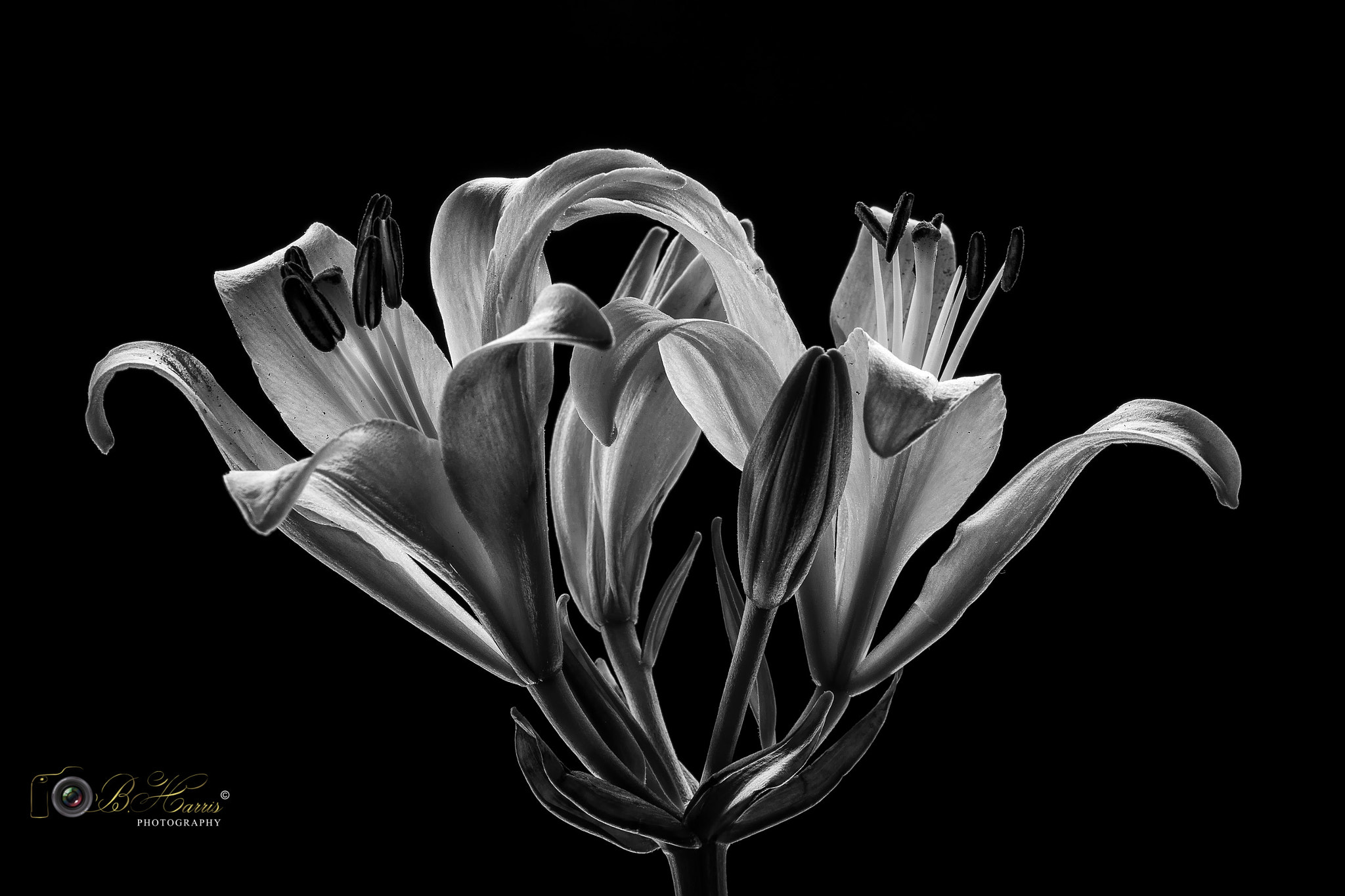 Sony a7 II + Sony FE 90mm F2.8 Macro G OSS sample photo. Still life 2.  photography