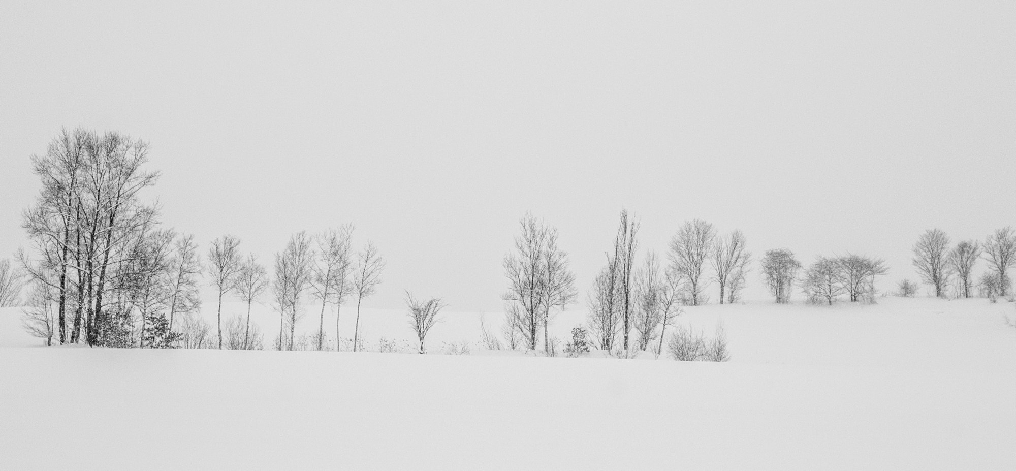 Nikon AF-S Nikkor 24-120mm F4G ED VR sample photo. Line of trees photography