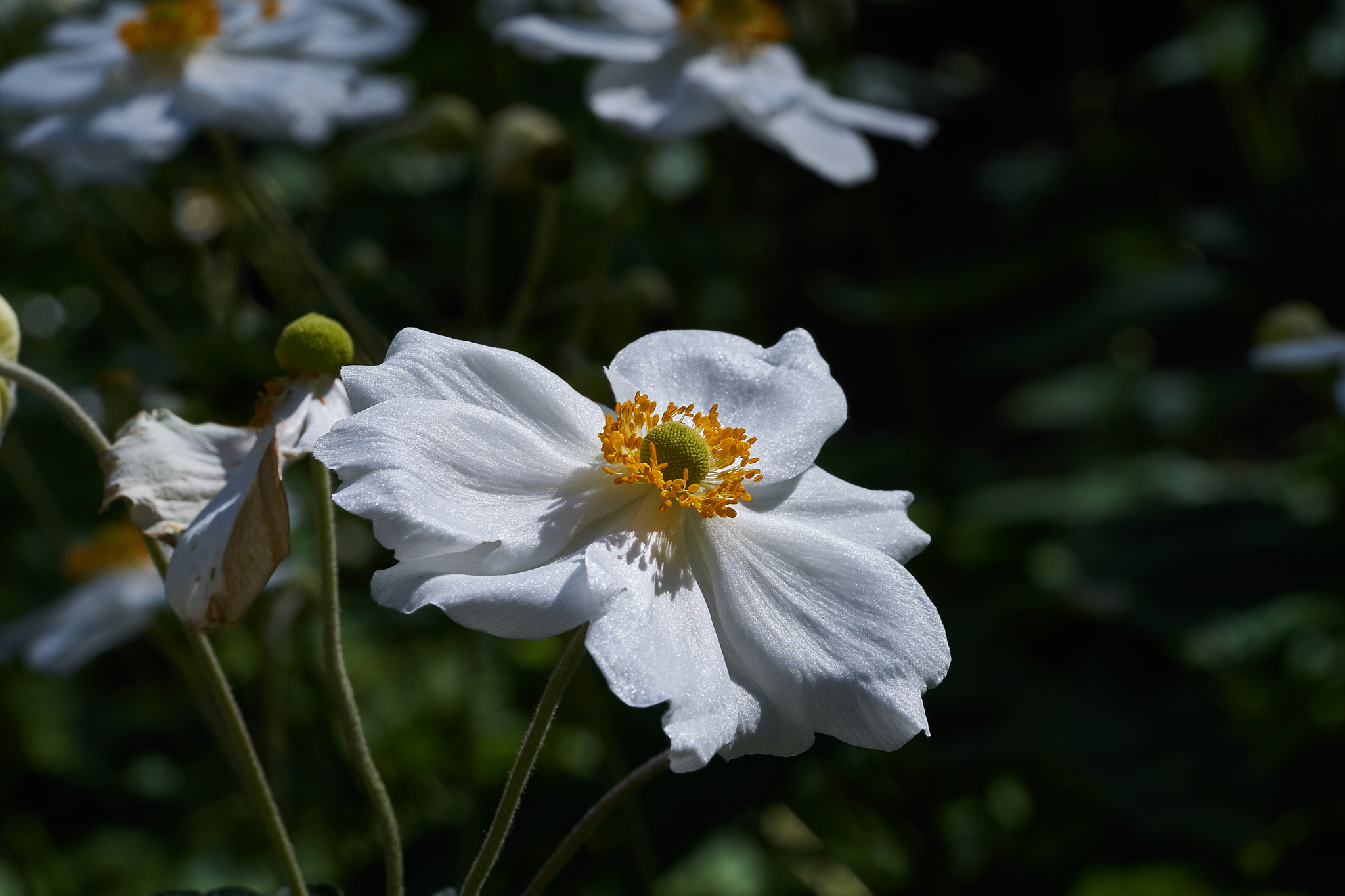 Sony a7 + Sony FE 90mm F2.8 Macro G OSS sample photo. Ml_170318_10 photography