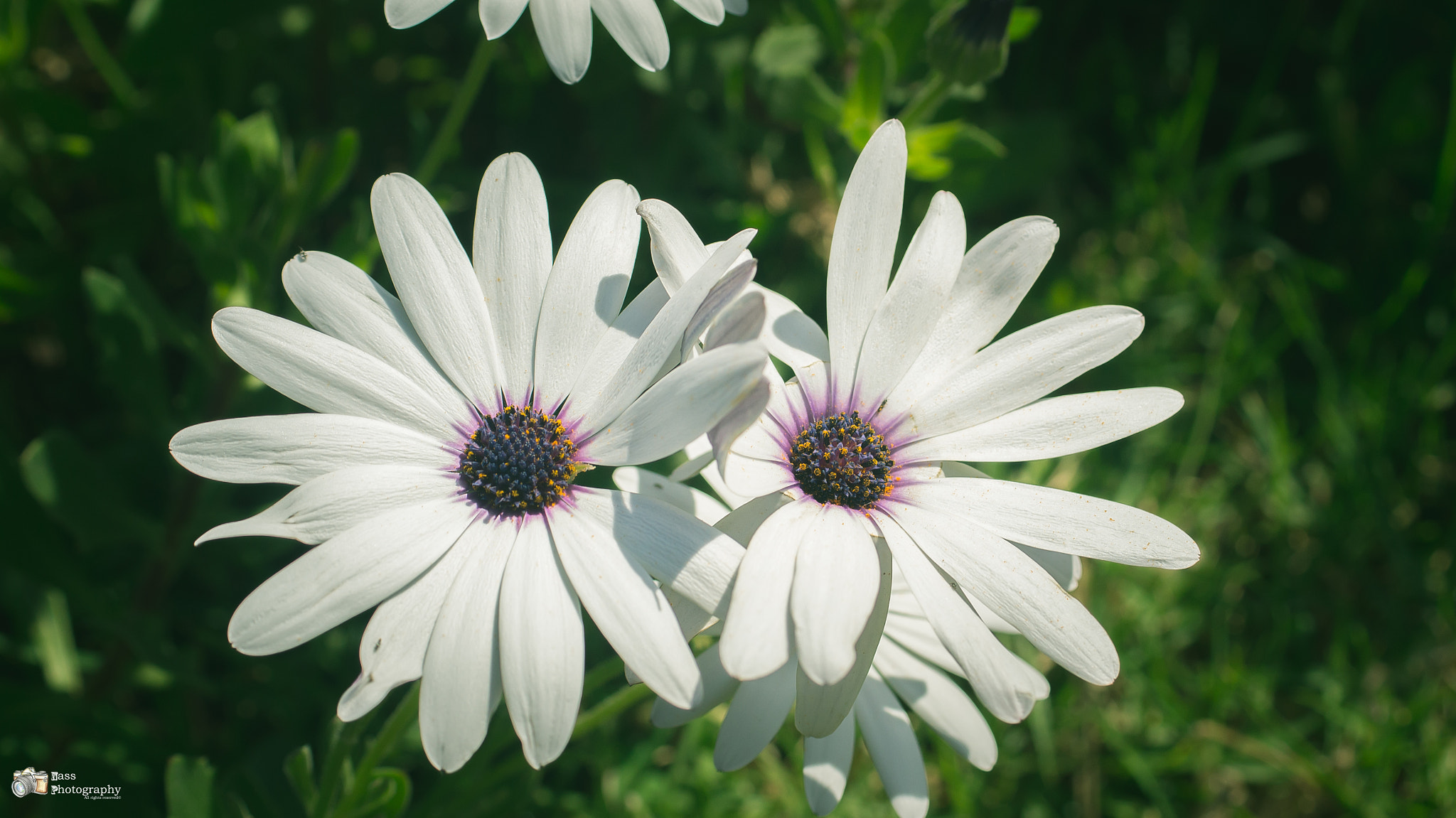 Sony SLT-A55 (SLT-A55V) sample photo. The twin flower  photography