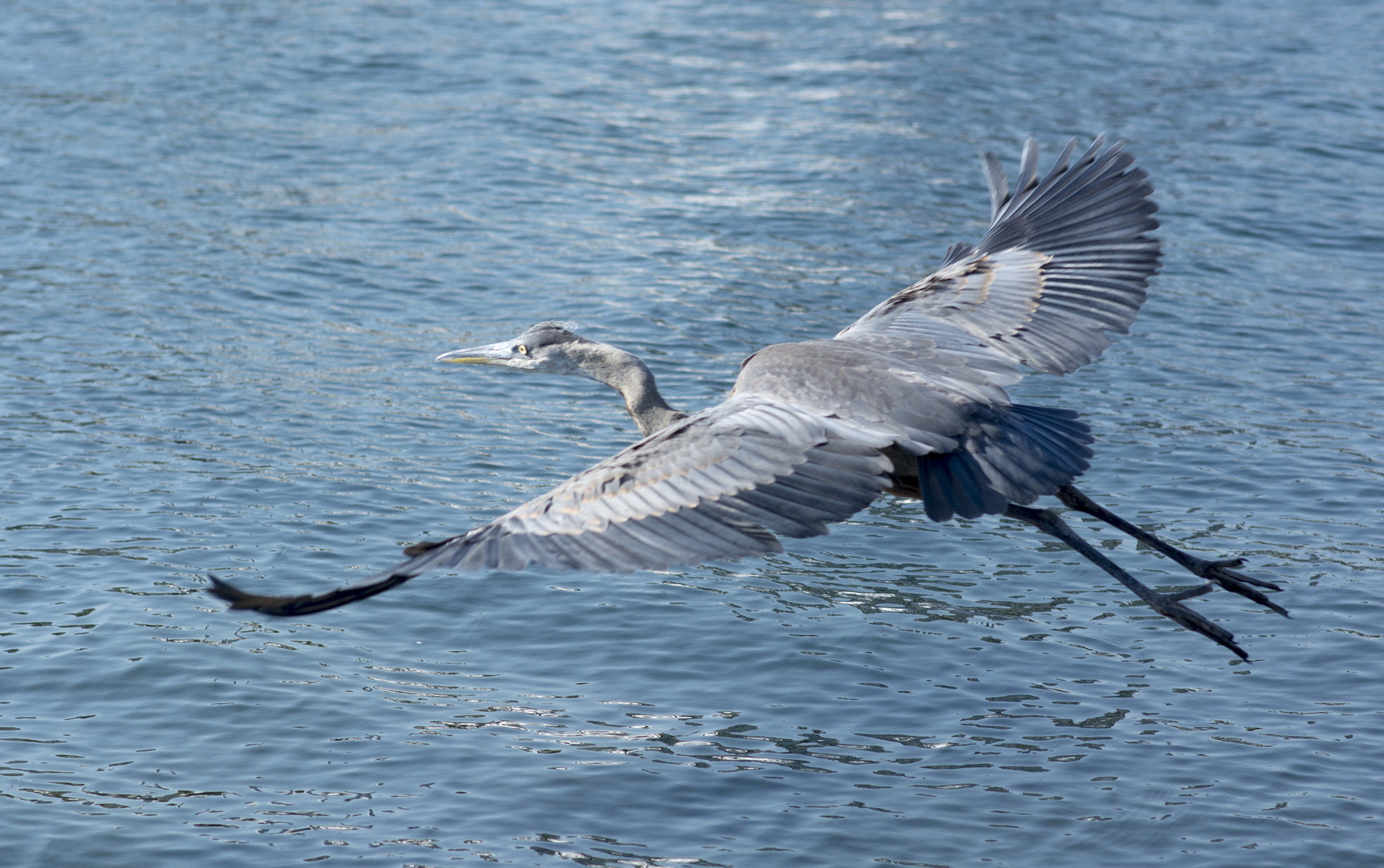 Nikon D7100 + Nikon AF-S Nikkor 85mm F1.8G sample photo. Heron photography