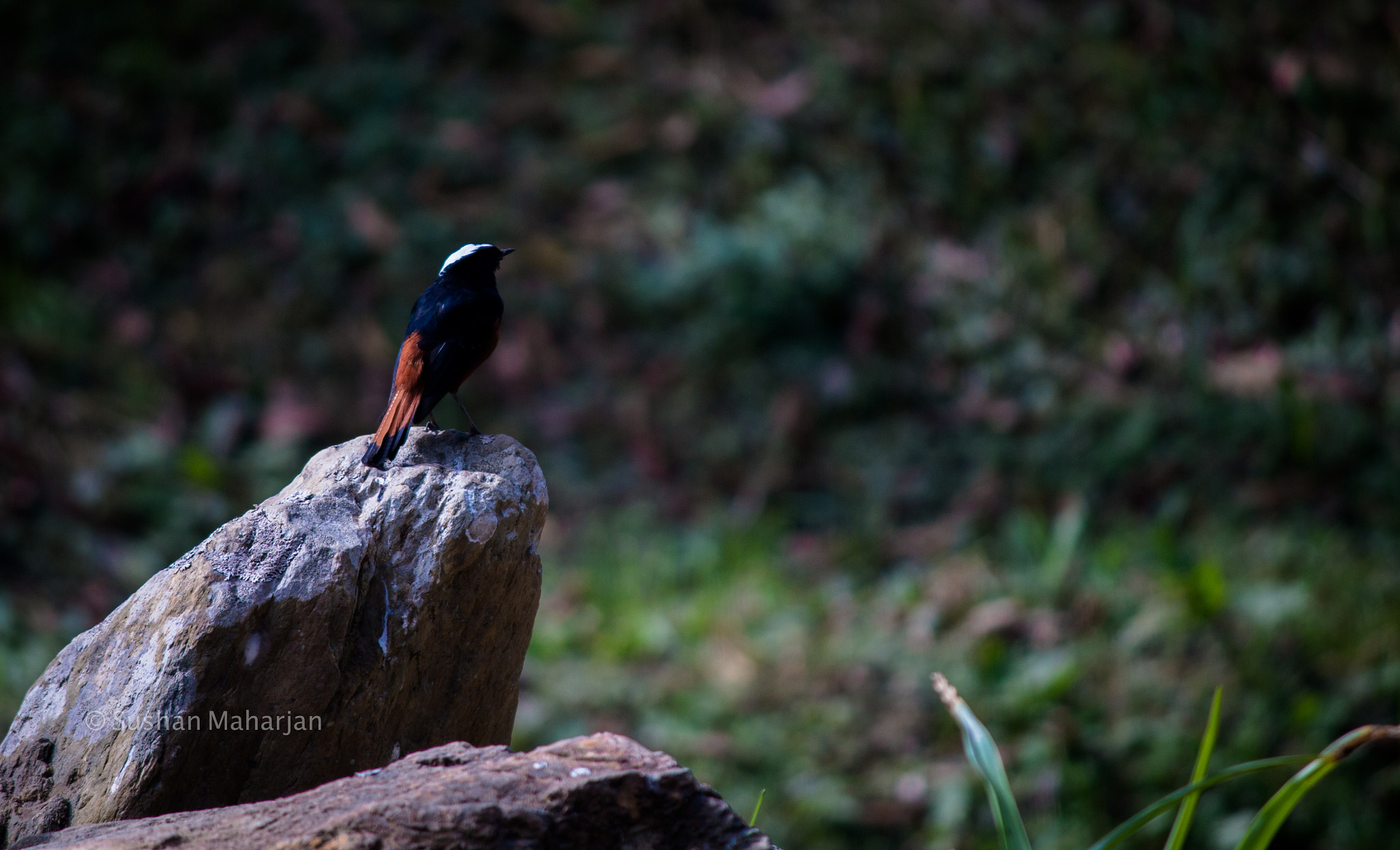 Canon EF-S 55-250mm F4-5.6 IS II sample photo