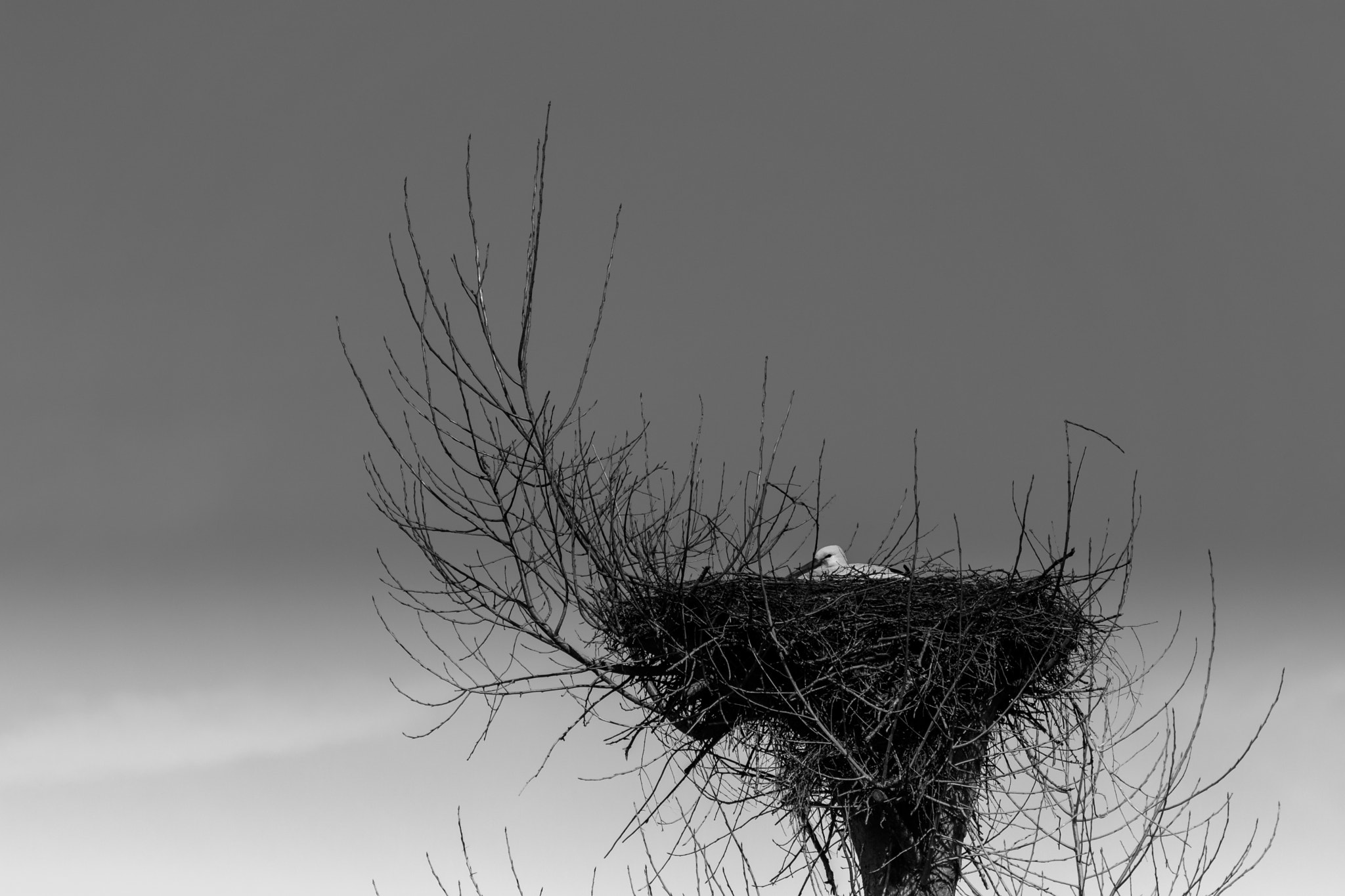 Nikon D7200 sample photo. Stork's nest photography