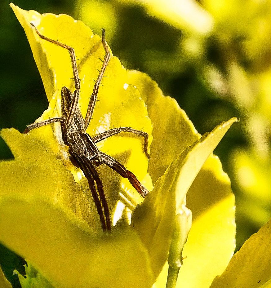 Samsung WB100/  WB101 sample photo. The araigné photography