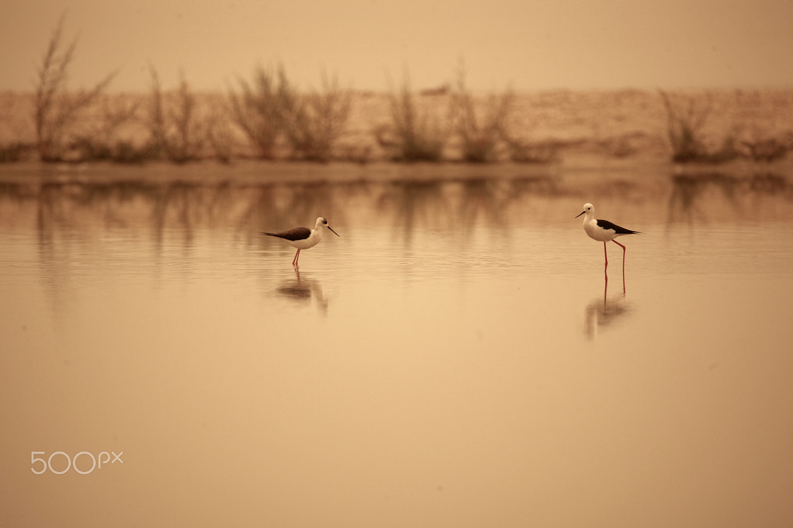 Sigma 150mm f/2.8 EX DG OS HSM APO Macro sample photo. Black-winged stilt photography