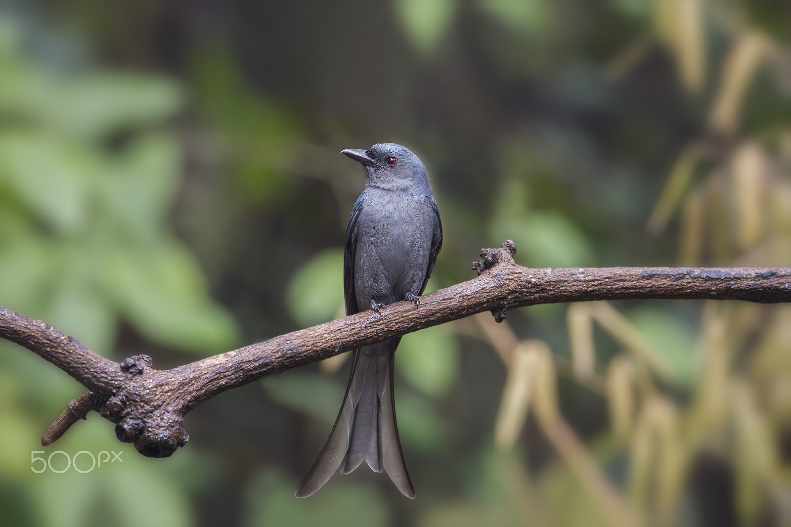 Nikon D4 + Nikon AF-S Nikkor 600mm F4E FL ED VR sample photo. Ashy drongo photography